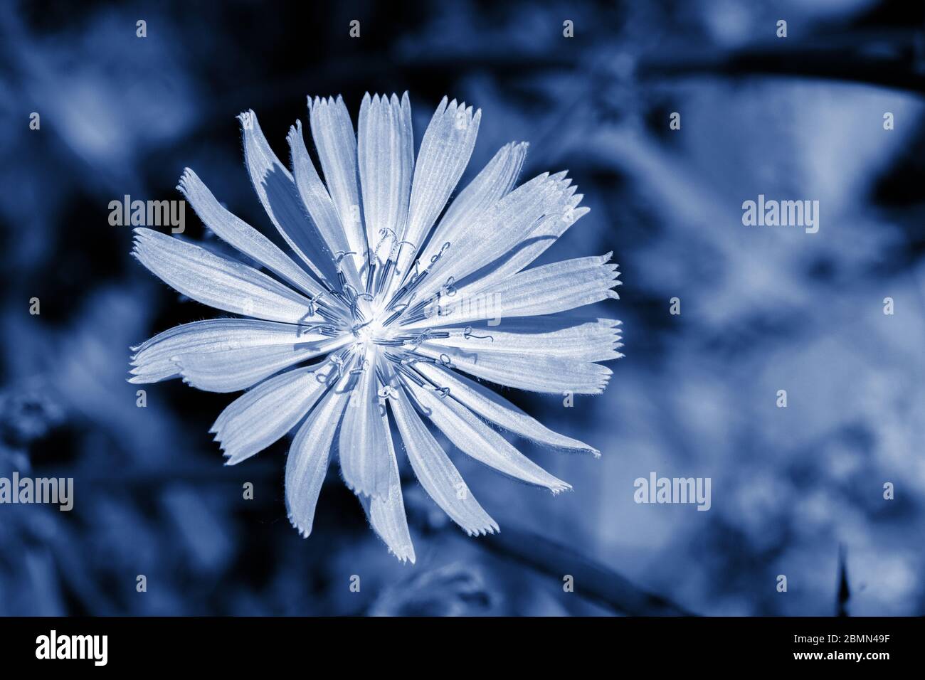 Grande fiore Cichorium intybus naturale primo piano, sfondo sfondo sfondo colorato in trendy classico colore blu. Erba medica di cicoria di fiore per d Foto Stock