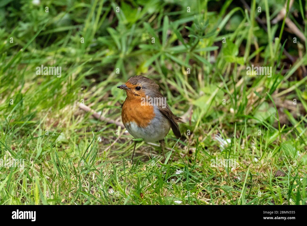 Robin. Foto Stock