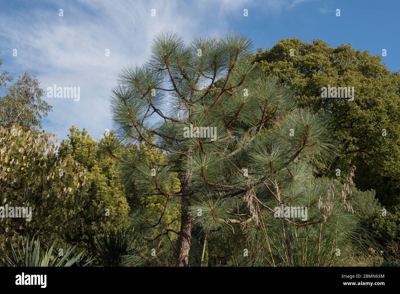 Albero di pino di Apache (Pinus engelmannii) in un paesaggio di bosco in Sussex Rurale occidentale, Inghilterra, Regno Unito Foto Stock