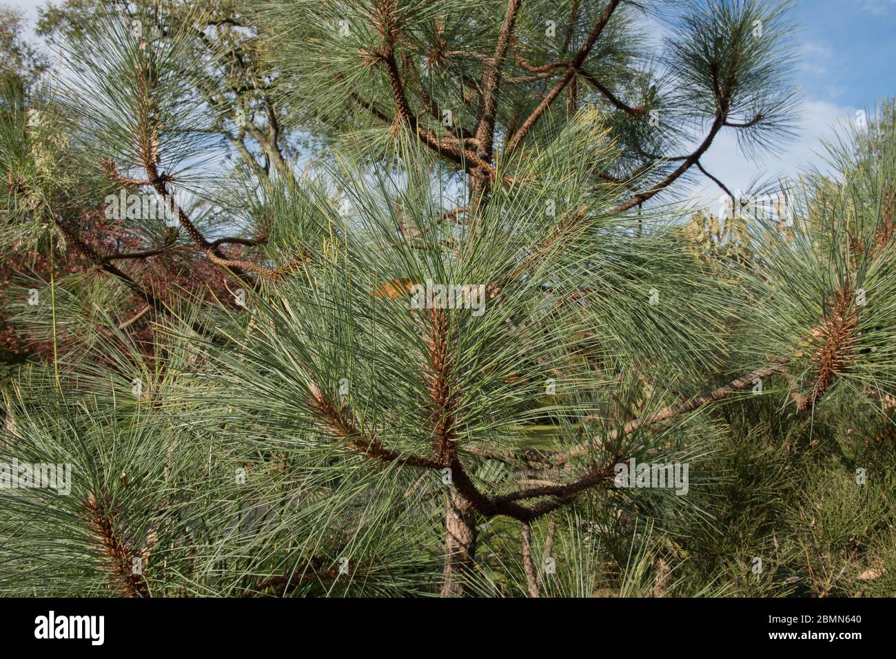 Albero di pino di Apache (Pinus engelmannii) in un paesaggio di bosco in Sussex Rurale occidentale, Inghilterra, Regno Unito Foto Stock
