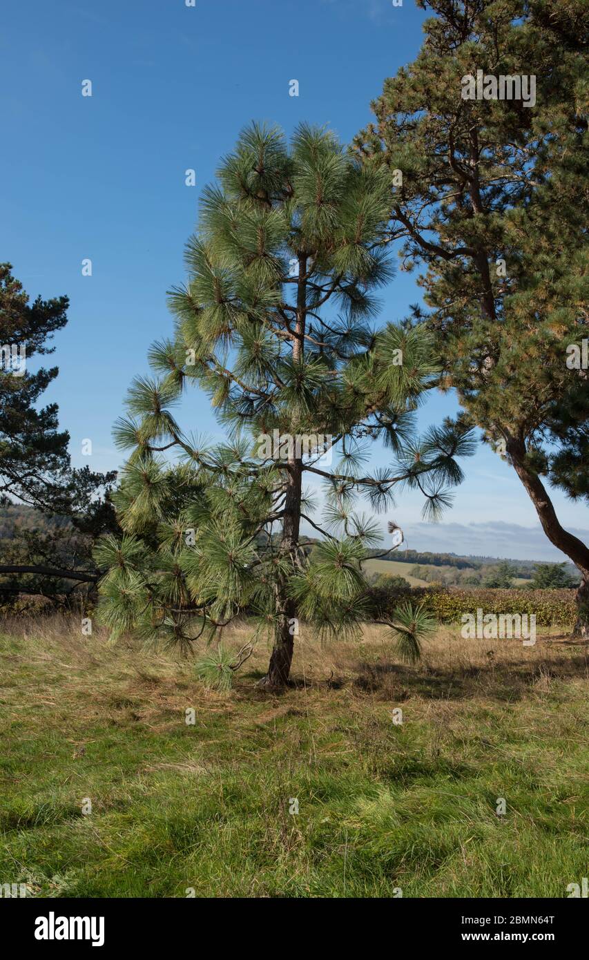 Albero di pino di Apache (Pinus engelmannii) in un paesaggio di bosco in Sussex Rurale occidentale, Inghilterra, Regno Unito Foto Stock
