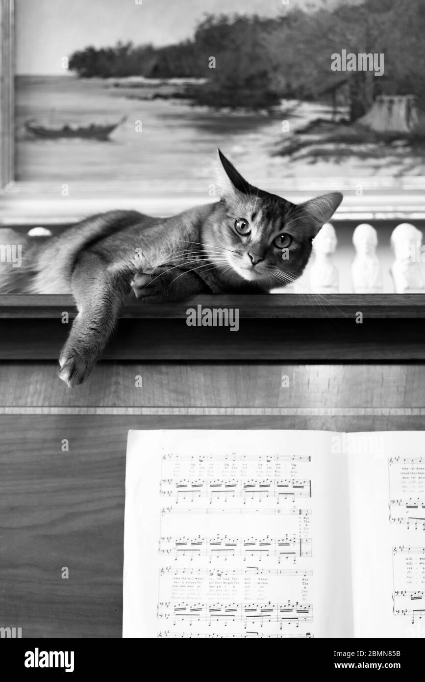 Gatto somalo sdraiato su un pianoforte Foto Stock