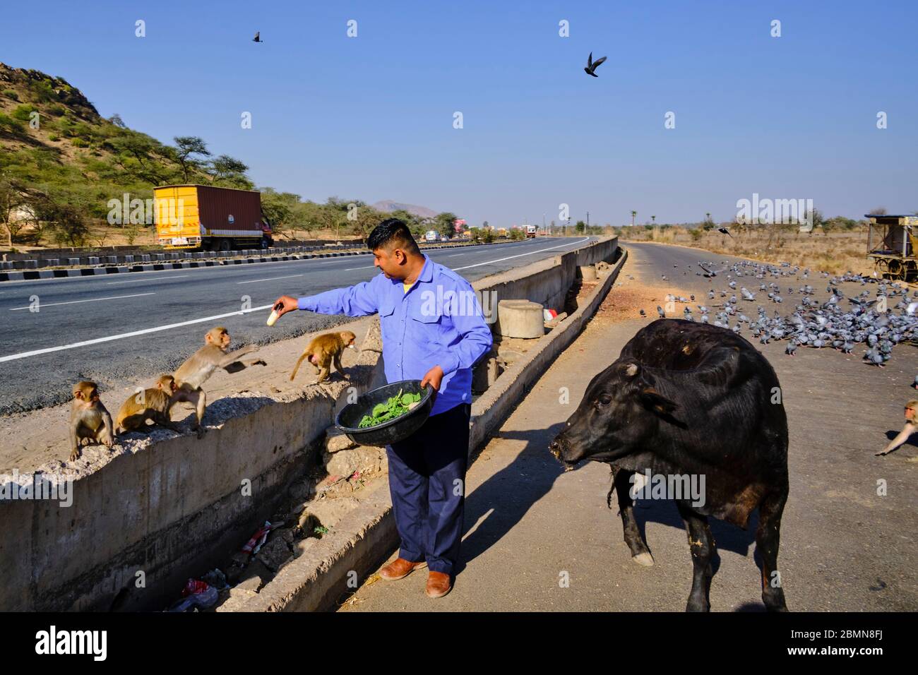 India, Rajasthan, uomo che offre cibo alle scimmie e mucca sulla strada tra Delhi e Jaipur Foto Stock