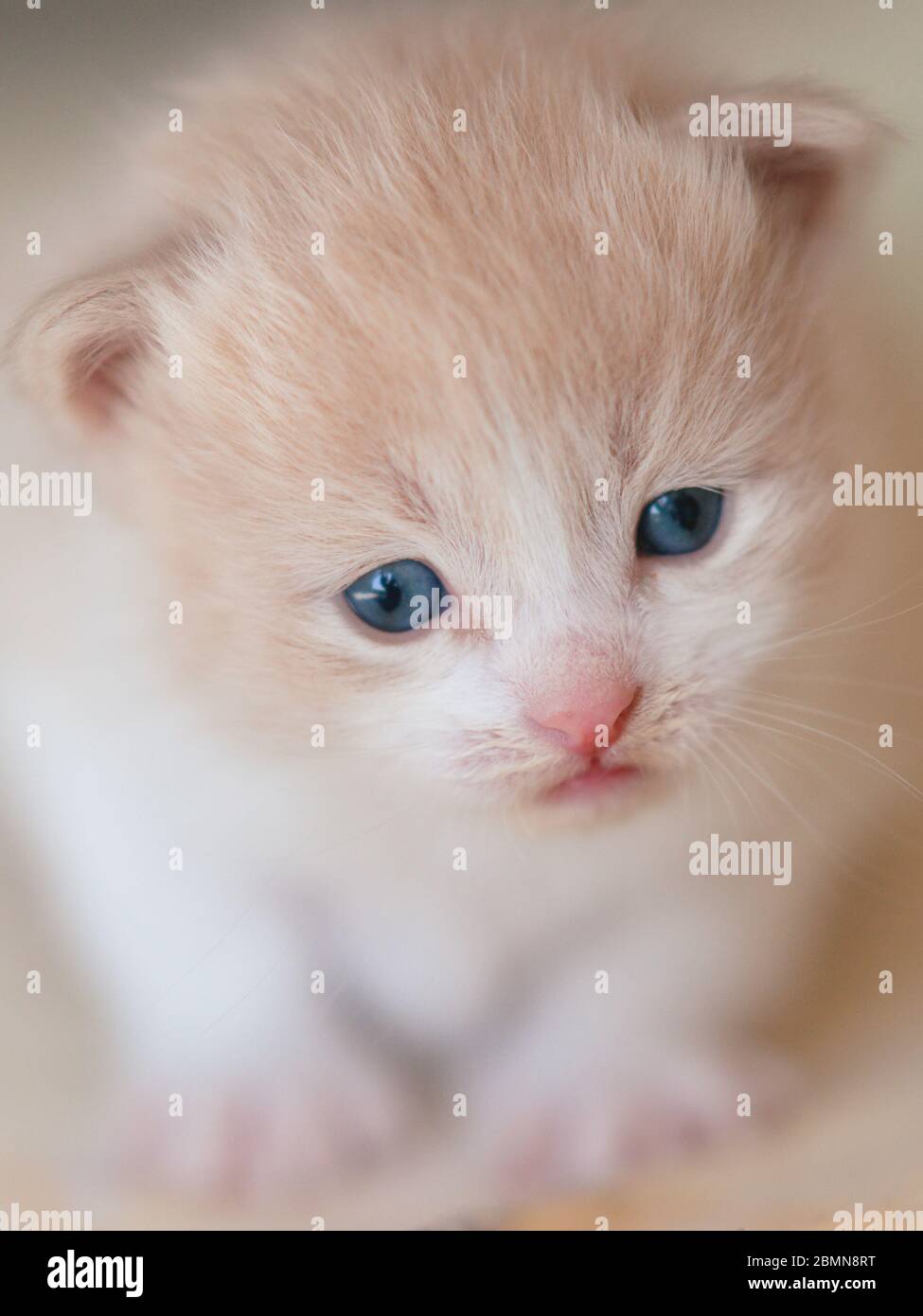 Bel ritratto di cucciolo beige da vicino. Foto Stock