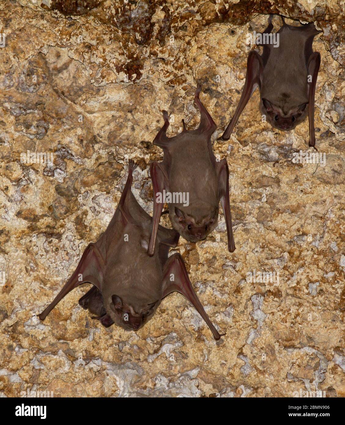 Bat africano con coda di guaina Foto Stock