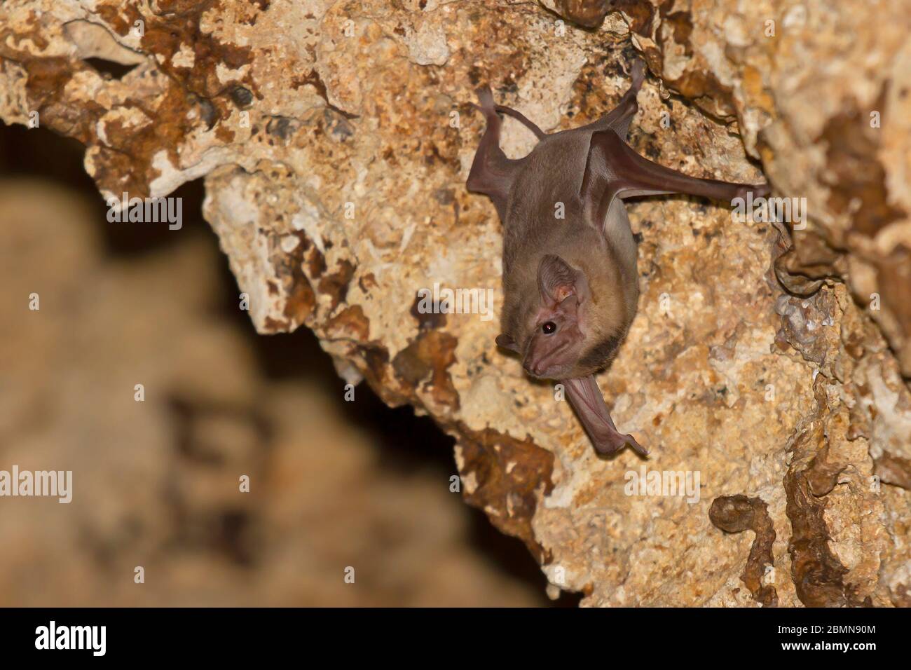 Bat africano con coda di guaina Foto Stock