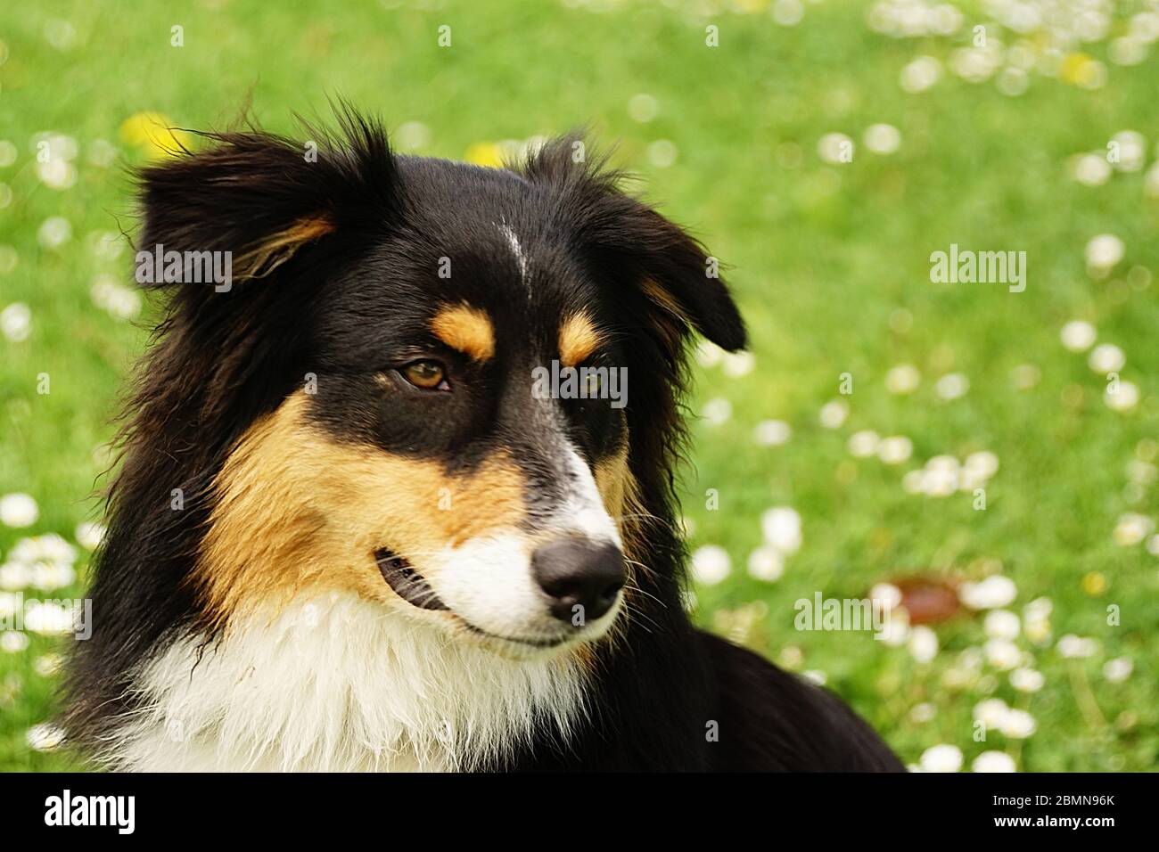 Herdenhunde - Collis Foto Stock