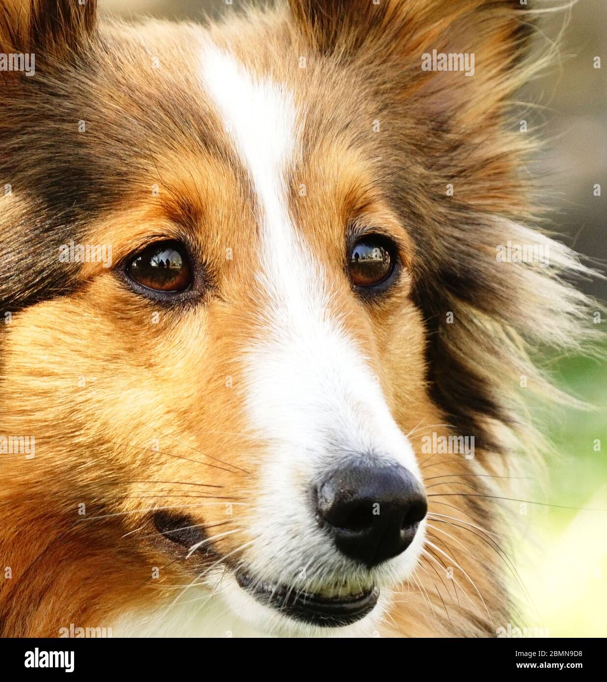 Hundemix - Collie - Herdenschutzhund Foto Stock