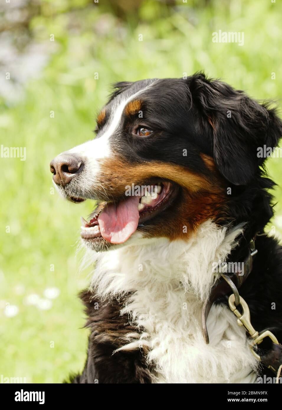 Hundemix - Collie - Herdenschutzhund Foto Stock