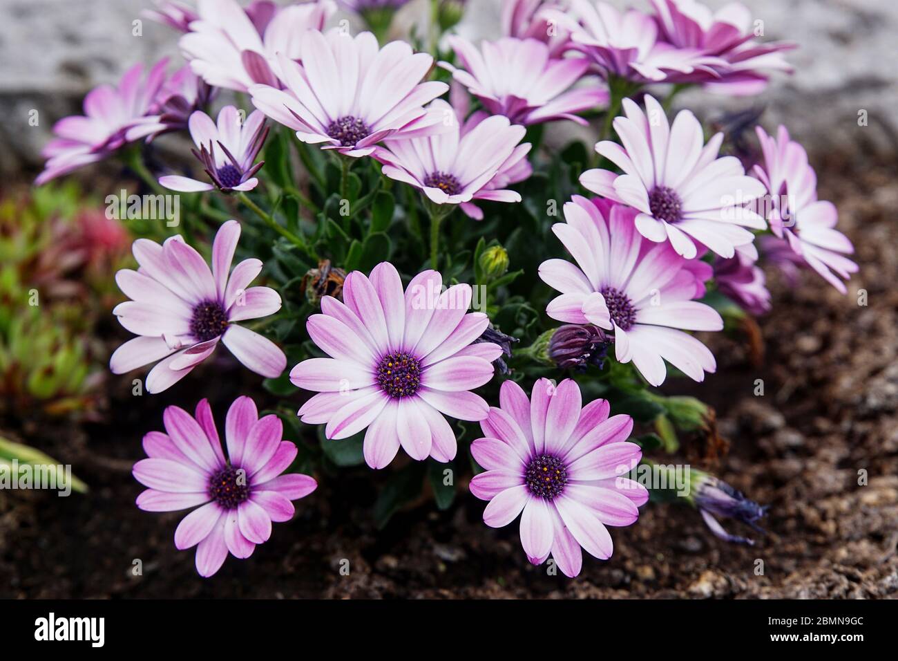 Rosaweiße Margeriten Hybriden Foto Stock