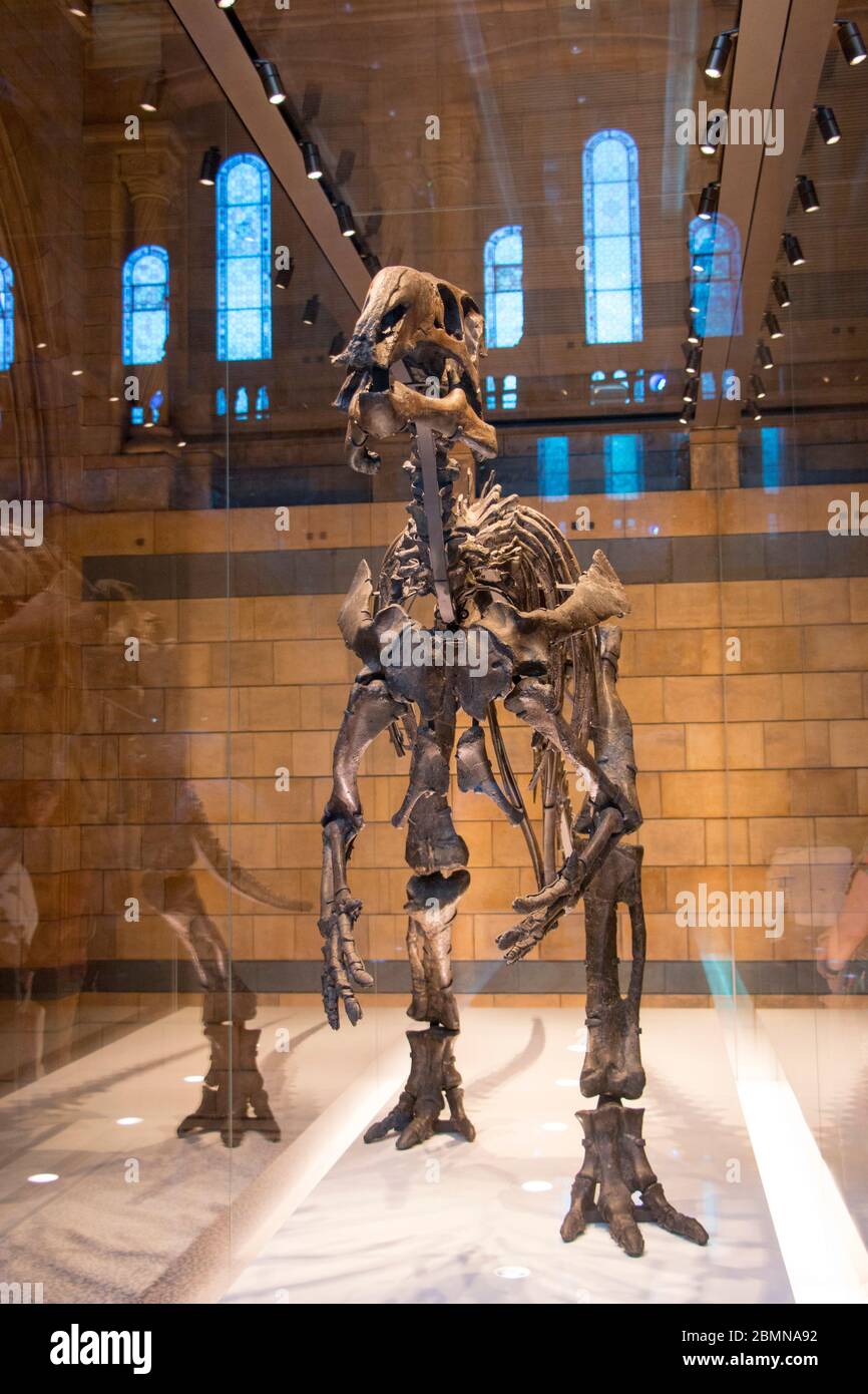 Dinosauro (Mantellissaurus atherfieldensis) nel Museo della Scienza di Londra, scoperto sull'Isola di Wight nel 1914, il dinosauro più completo mai trovato Foto Stock