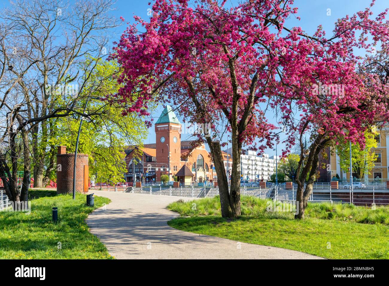 Stagione primaverile a Wroclaw, Polonia. Albero fiorente sull'isola di Daliowa con il mercato di Hala Torgowa sullo sfondo Foto Stock