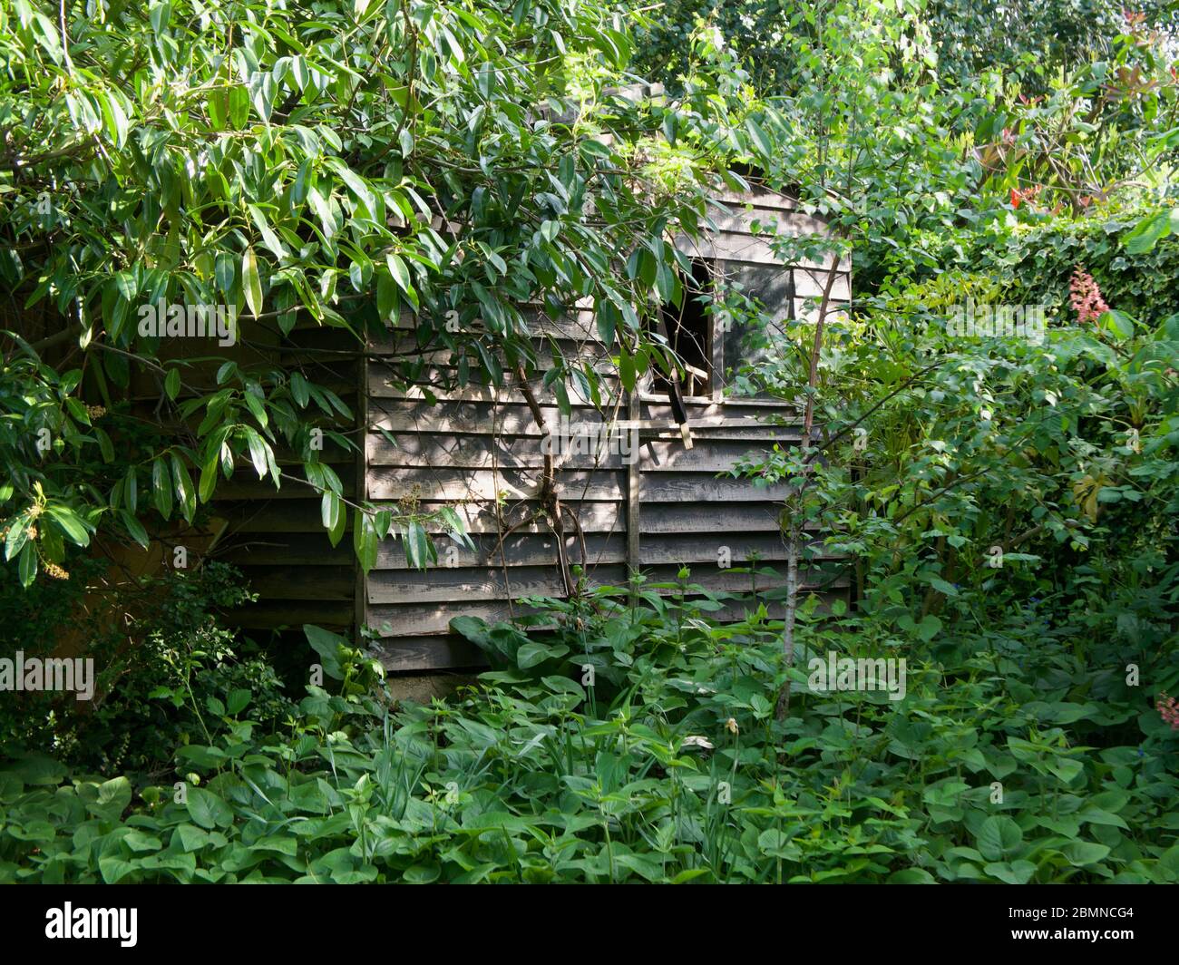 Vecchio capannone di legno dilatato, nascosto tra alberi e cespugli Foto Stock