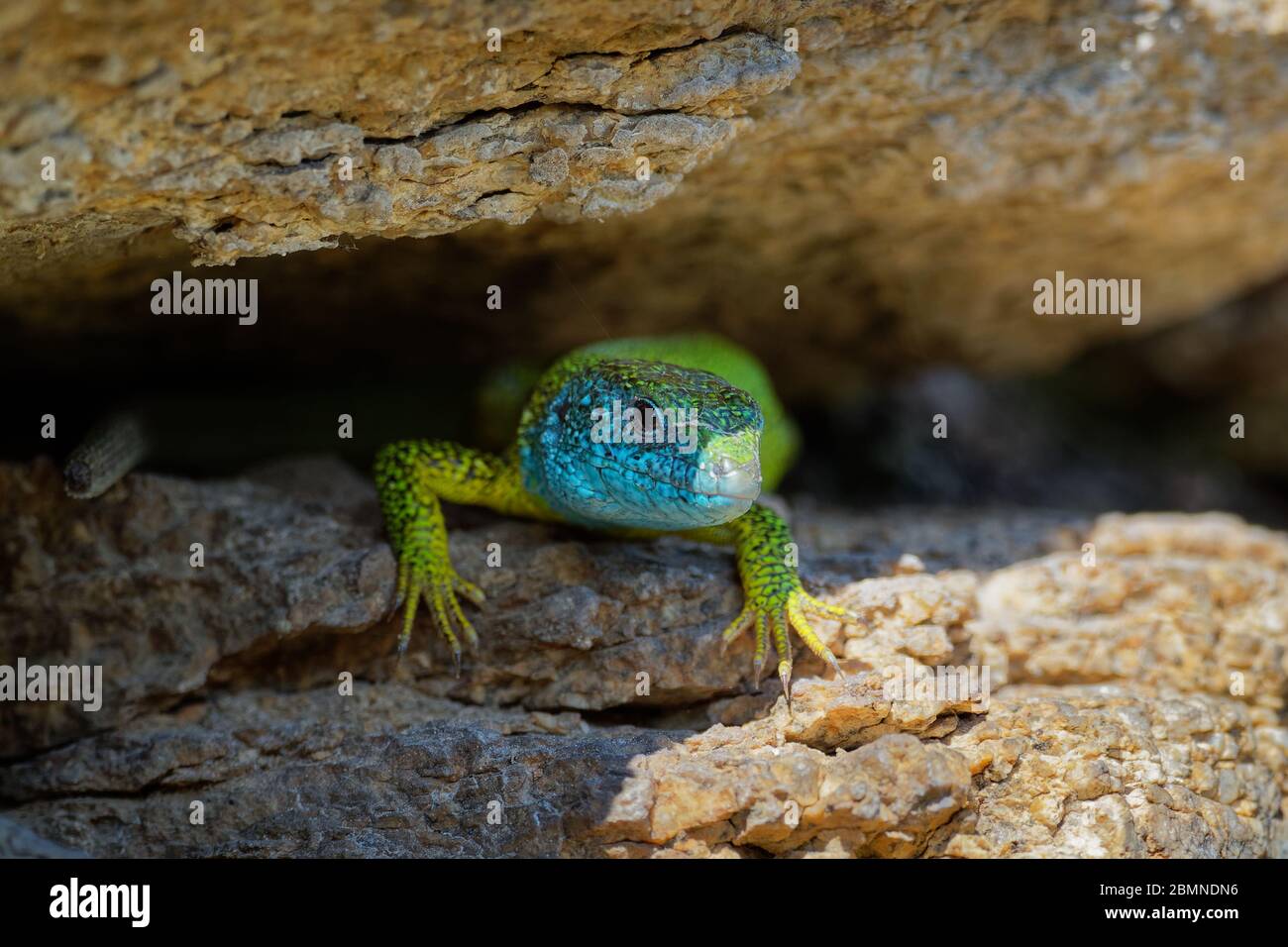 European Green Lizard - Lacerta viridis - Lizzard verde e blu grande distribuito tra le medilatitudini europee, maschio con il tick (mietitura-acaro) su t. Foto Stock