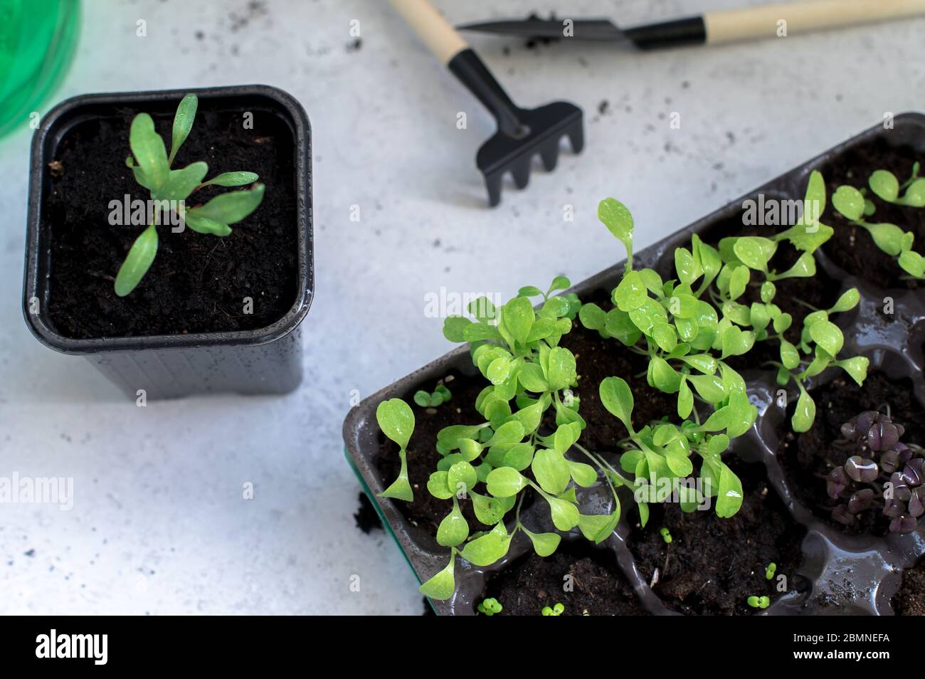 Giovani pianta con foglie verdi fresche sul davanzale. Hobby crescente di giardinaggio. Meglio stare a casa Foto Stock