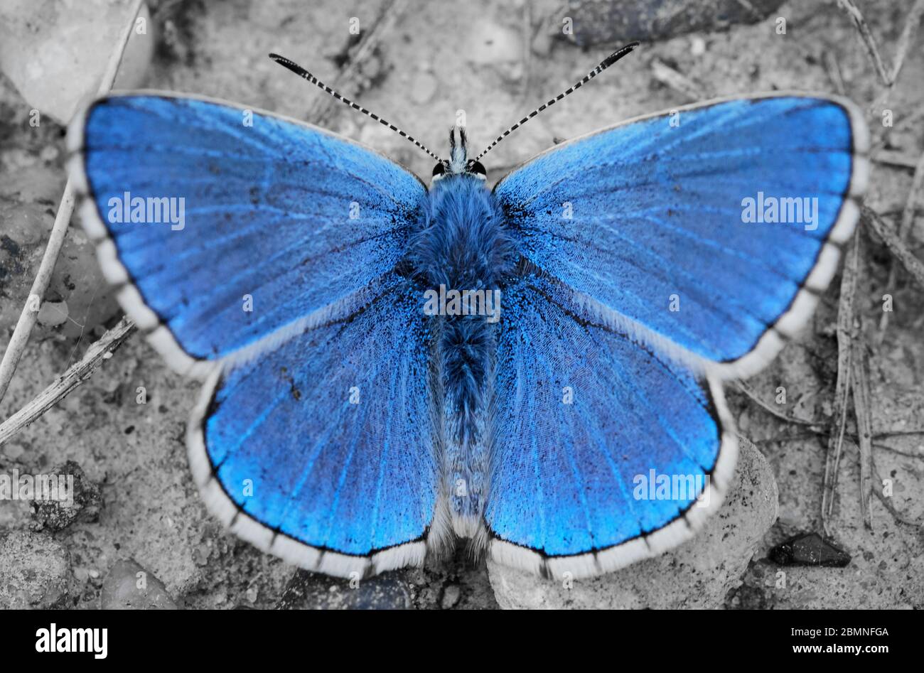 Vista dall'alto ravvicinata di una farfalla Adonis Blue maschile (Lysandra bellargus) con ali sparse Foto Stock
