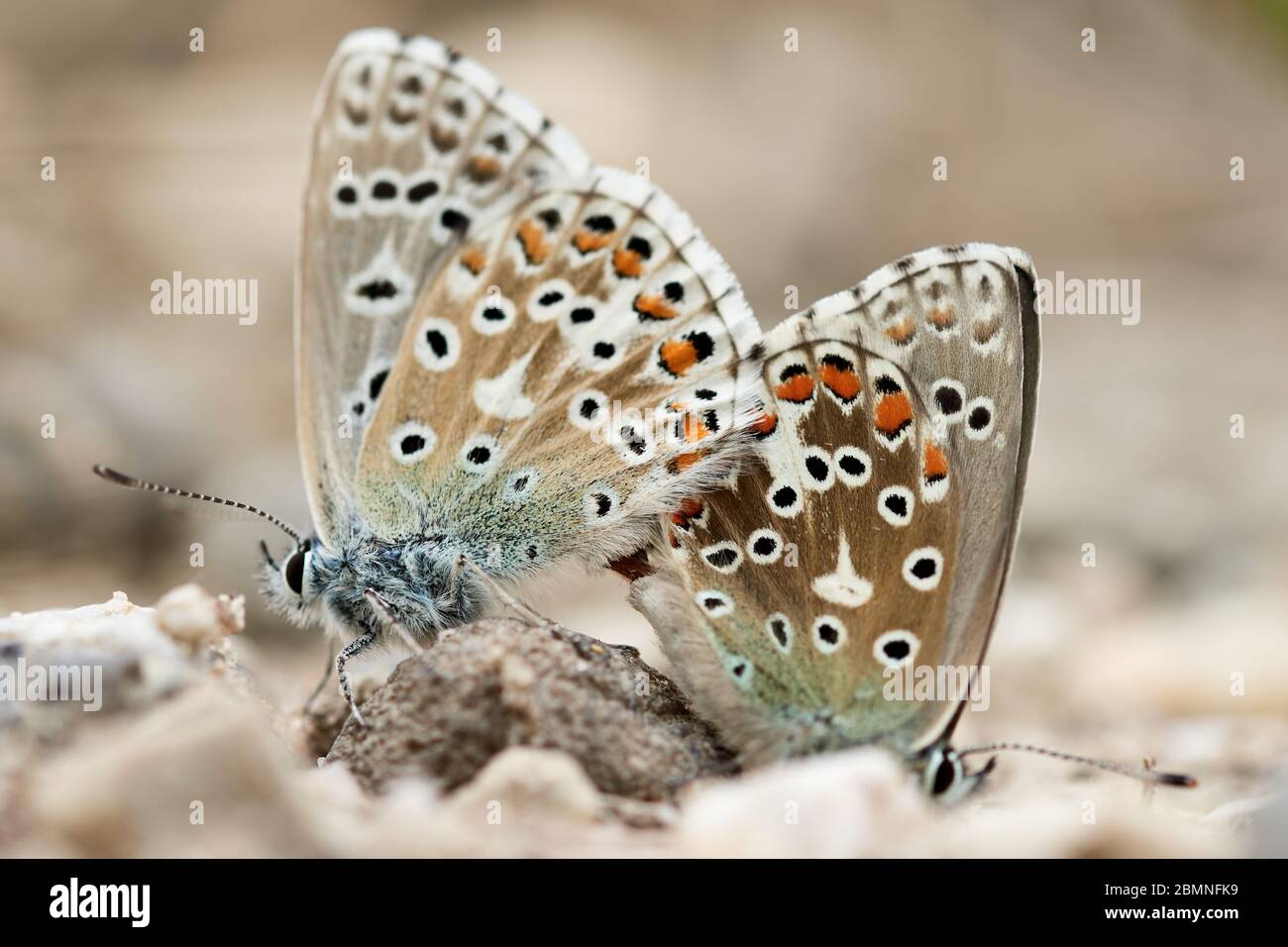 Primo piano di due farfalle blu Adonis (Lysandra bellargus) che si accoppiano in natura Foto Stock