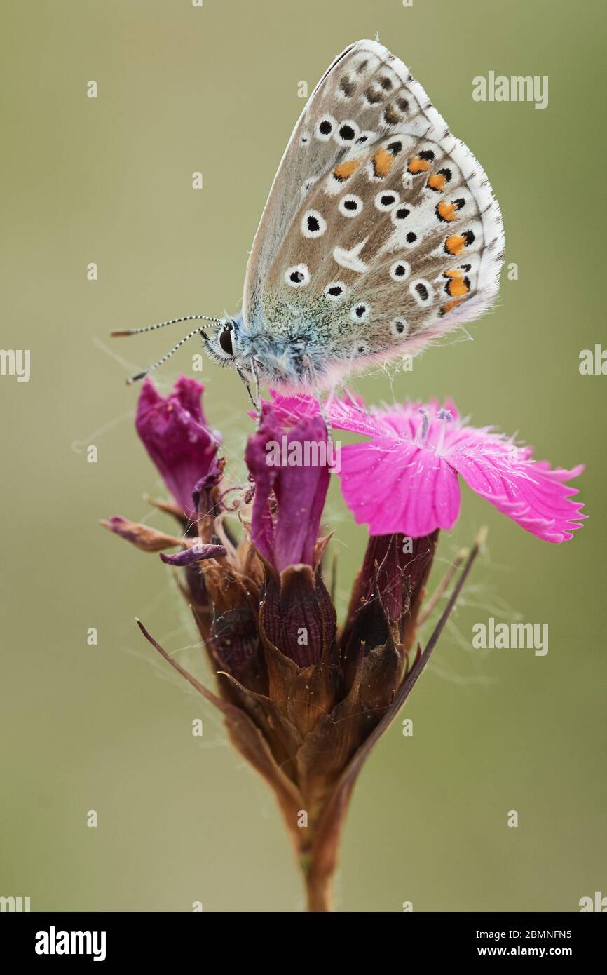 Adonis Blue Butterfly (Lysandra bellargus) su un fiore rosa Foto Stock