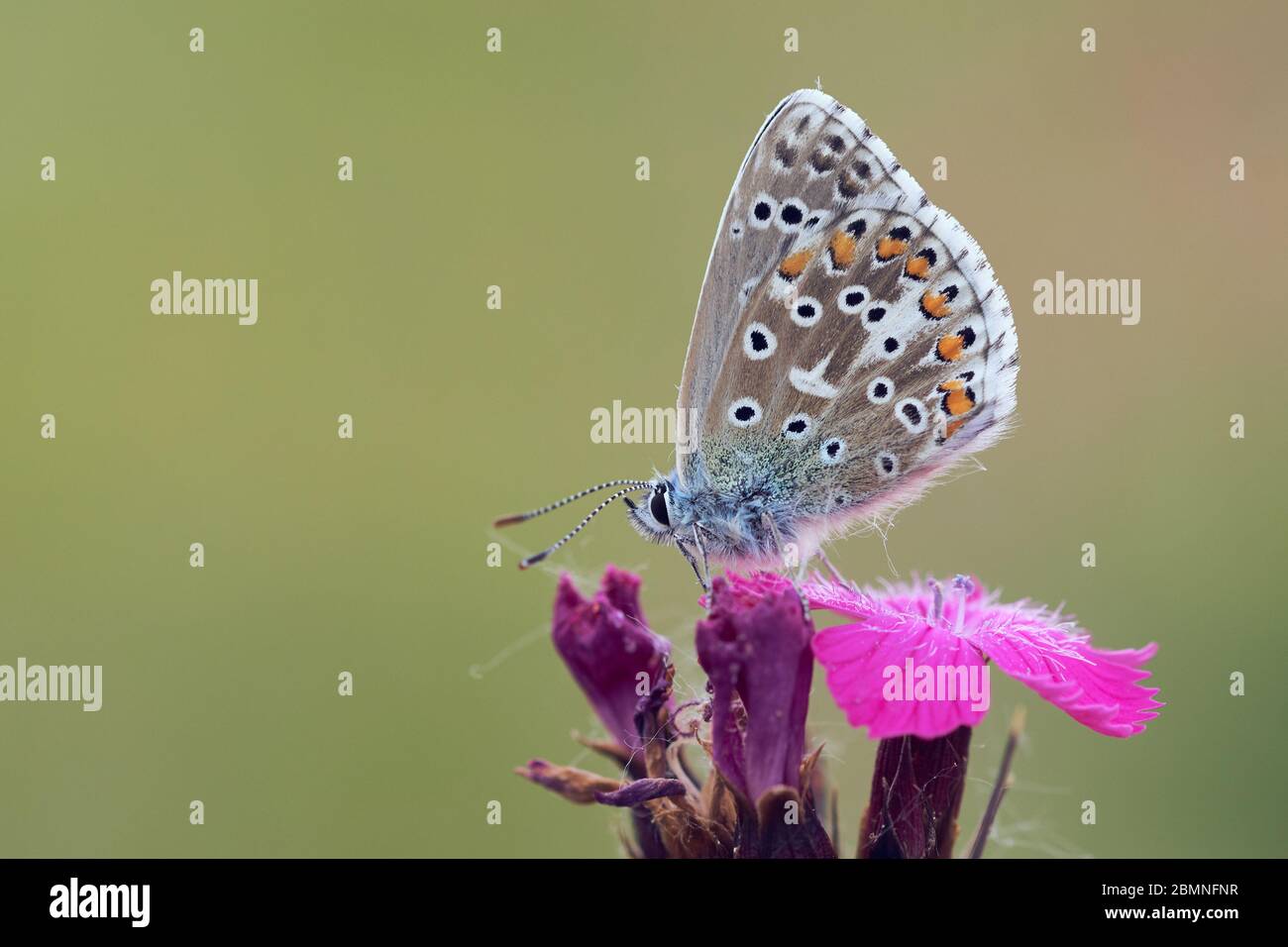 Primo piano di una farfalla blu Adonis (Polyommatus Lysandra bellargus) seduta su un fiore rosa, isolata su uno sfondo naturale Foto Stock