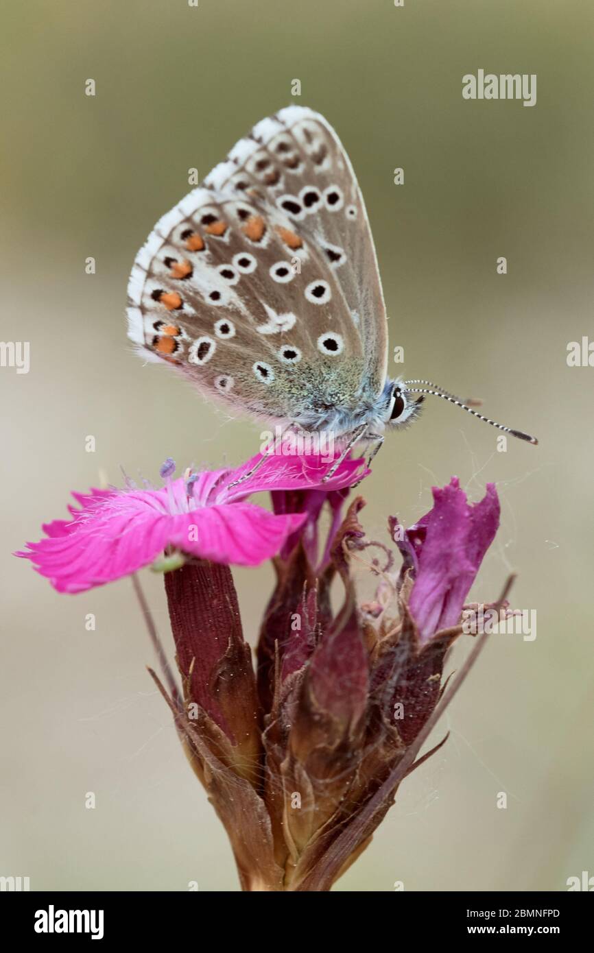Primo piano di una farfalla blu Adonis (Lysandra bellargus) seduta su un fiore rosa in natura Foto Stock