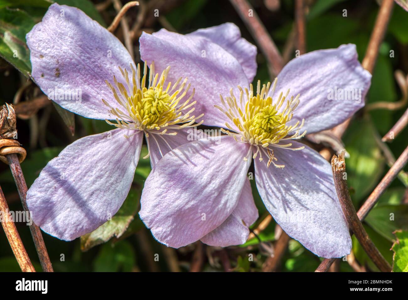 Coppia di clematis viola chiaro con centri gialli, Burbage, Wiltshire, UK Foto Stock