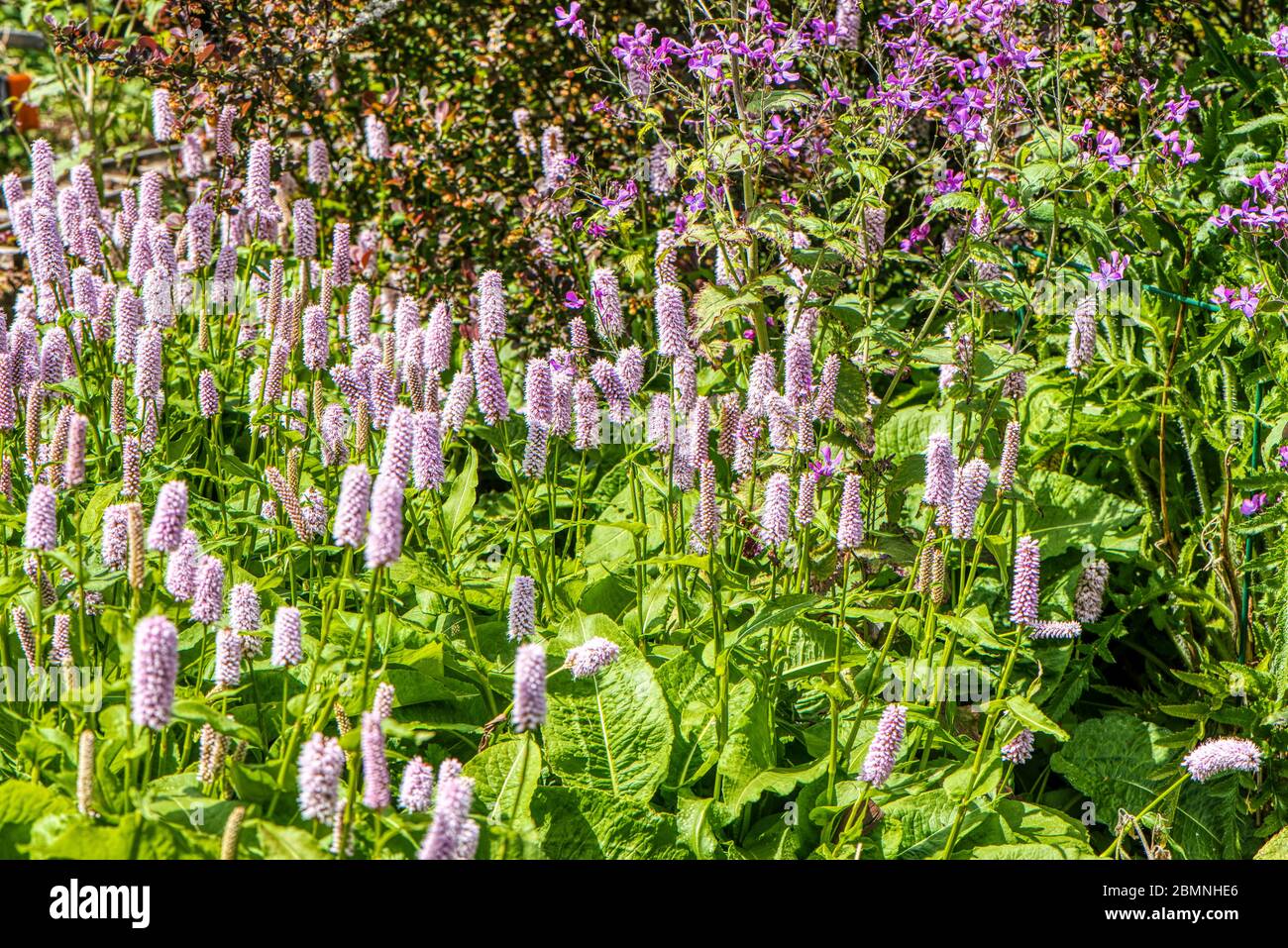 Persicaria bistorta superbum in un giardino di confine, Burbage, Regno Unito Foto Stock