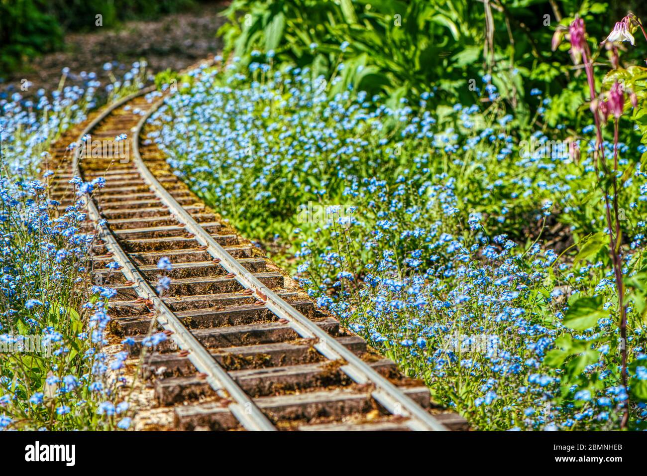 Forget-me-nots che cresce insieme ad una linea ferroviaria modello, Burbage, Wiltshire, Regno Unito Foto Stock