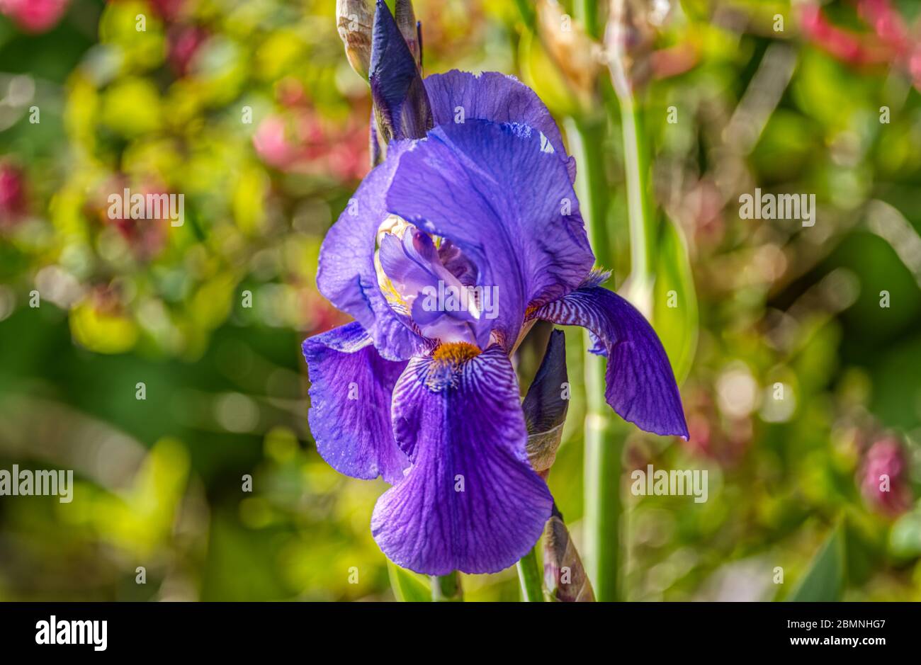 Grande iride blu, Upper Weld, Hampshire, Regno Unito Foto Stock