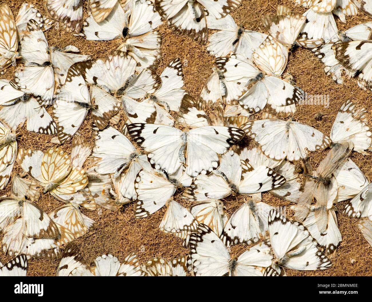 Farfalle morte sul filtro di induzione dell'aria di una nave a Dakar Port, Senegal. Foto Stock