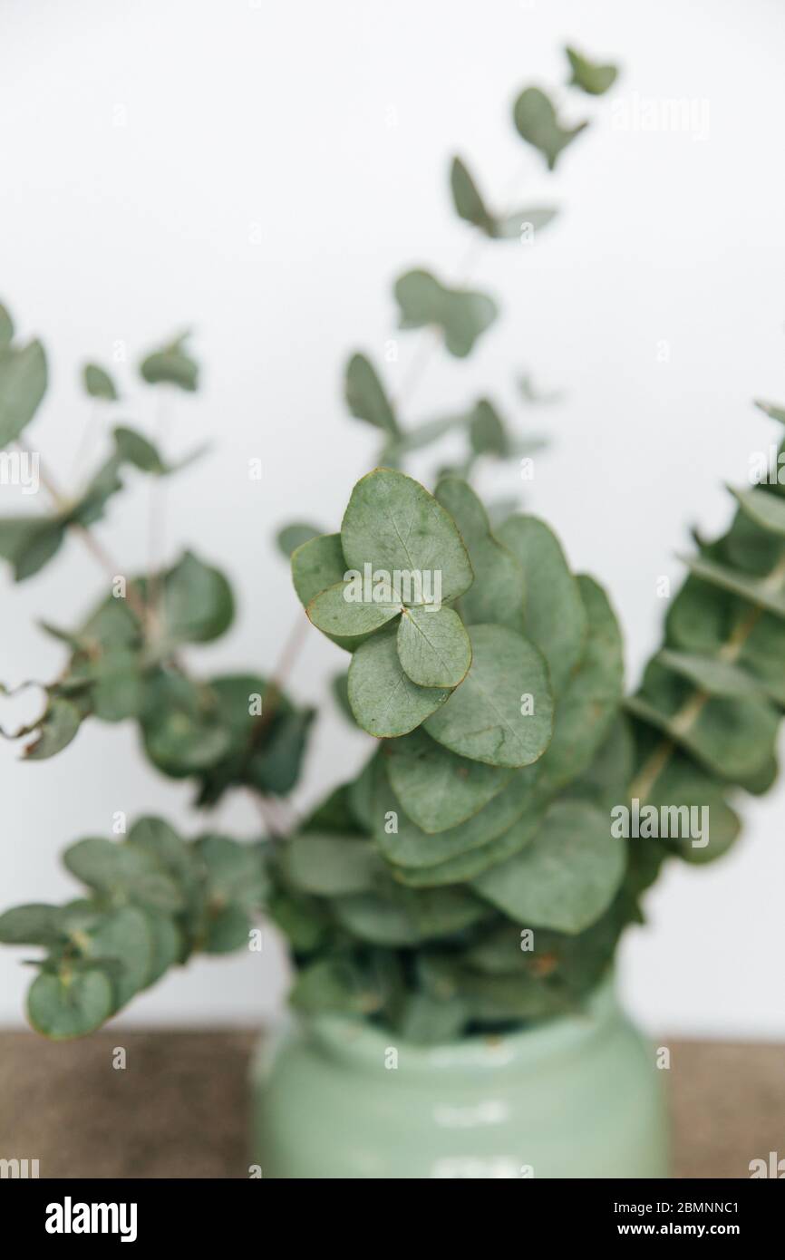 Macro fotografia di una pianta di eucalipto Foto Stock