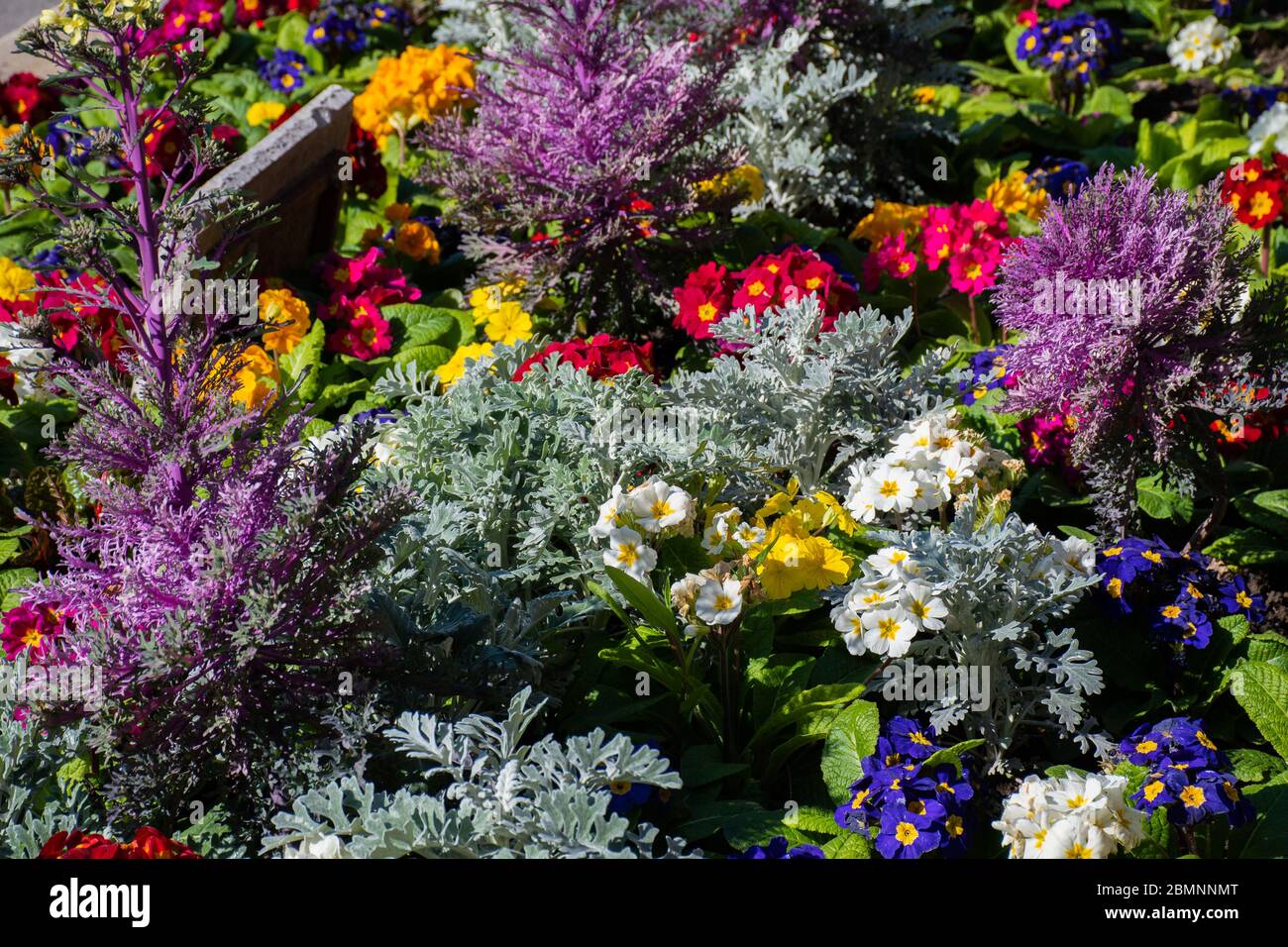Nizza, Francia, 25 febbraio 2020: Fiori in vendita al mercato. Mercato dei fiori a Nizza Foto Stock