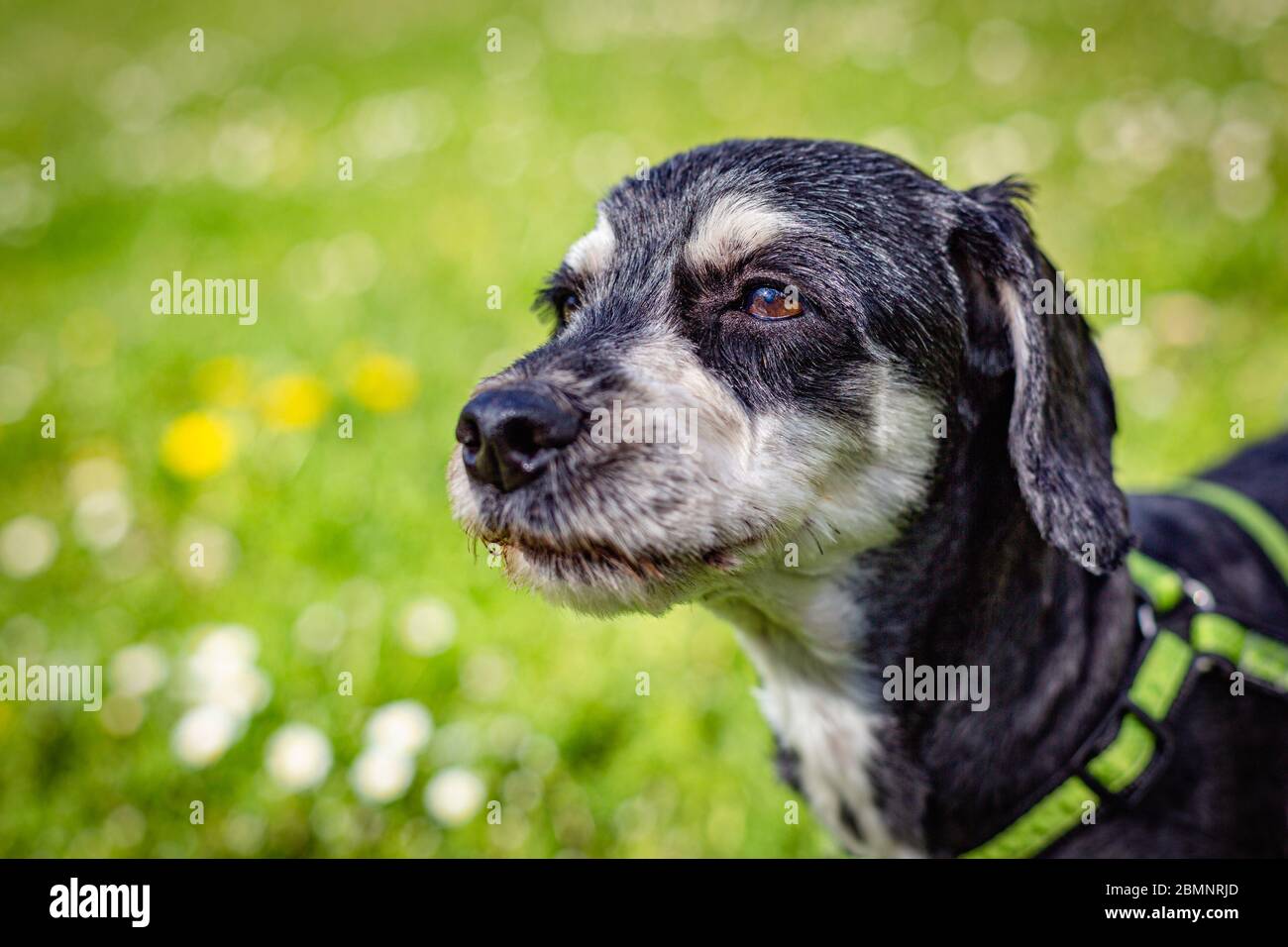 Primo piano ritratto di un giovane cane havanese bianco e nero in una giornata di primavera soleggiata in un parco. Erba verde con fiori gialli e bianchi sullo sfondo Foto Stock