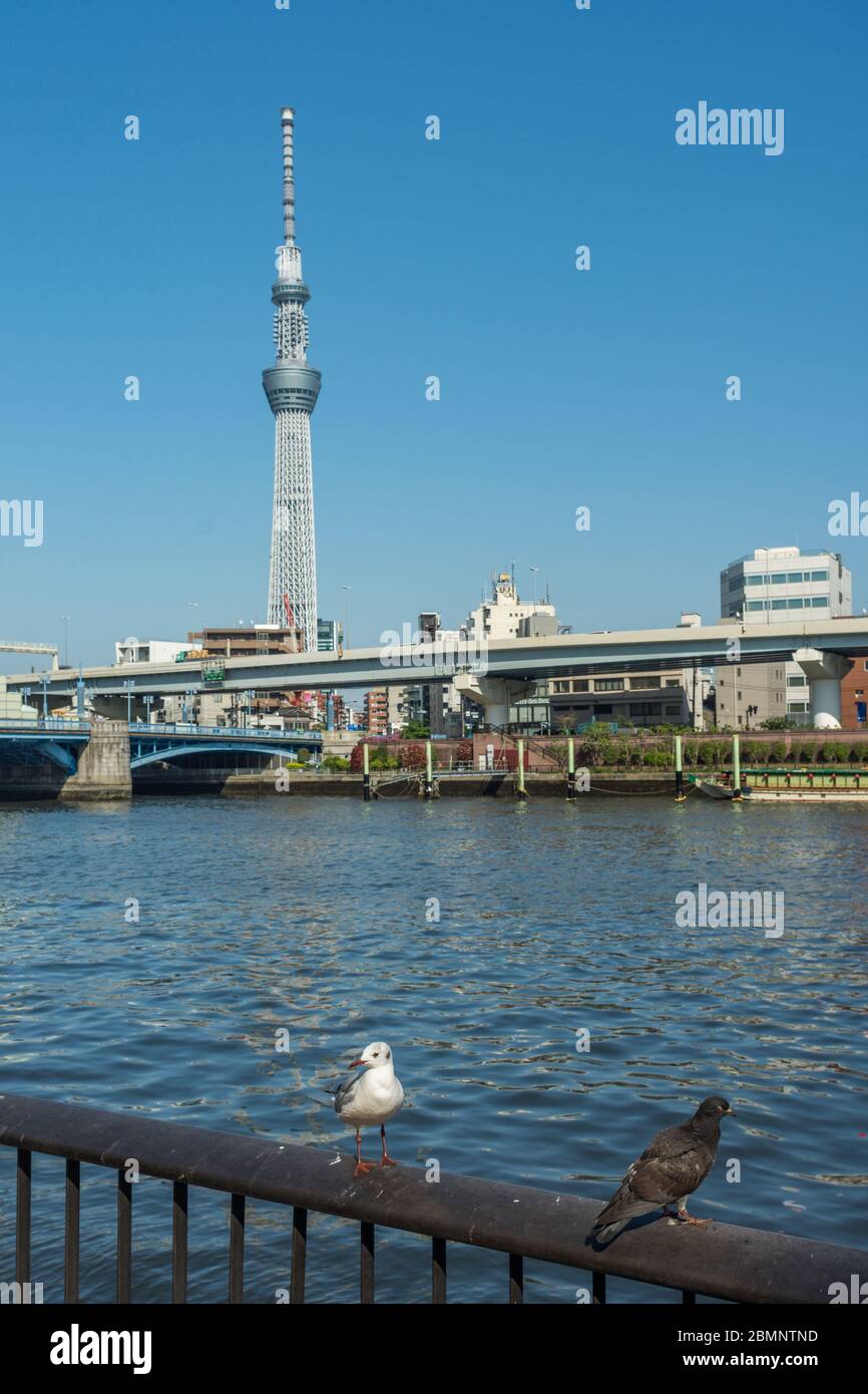 Tokyo / Giappone - 20 aprile 2018: Fiume Sumida con Tokyo Skytree sullo sfondo, Tokyo, Giappone Foto Stock