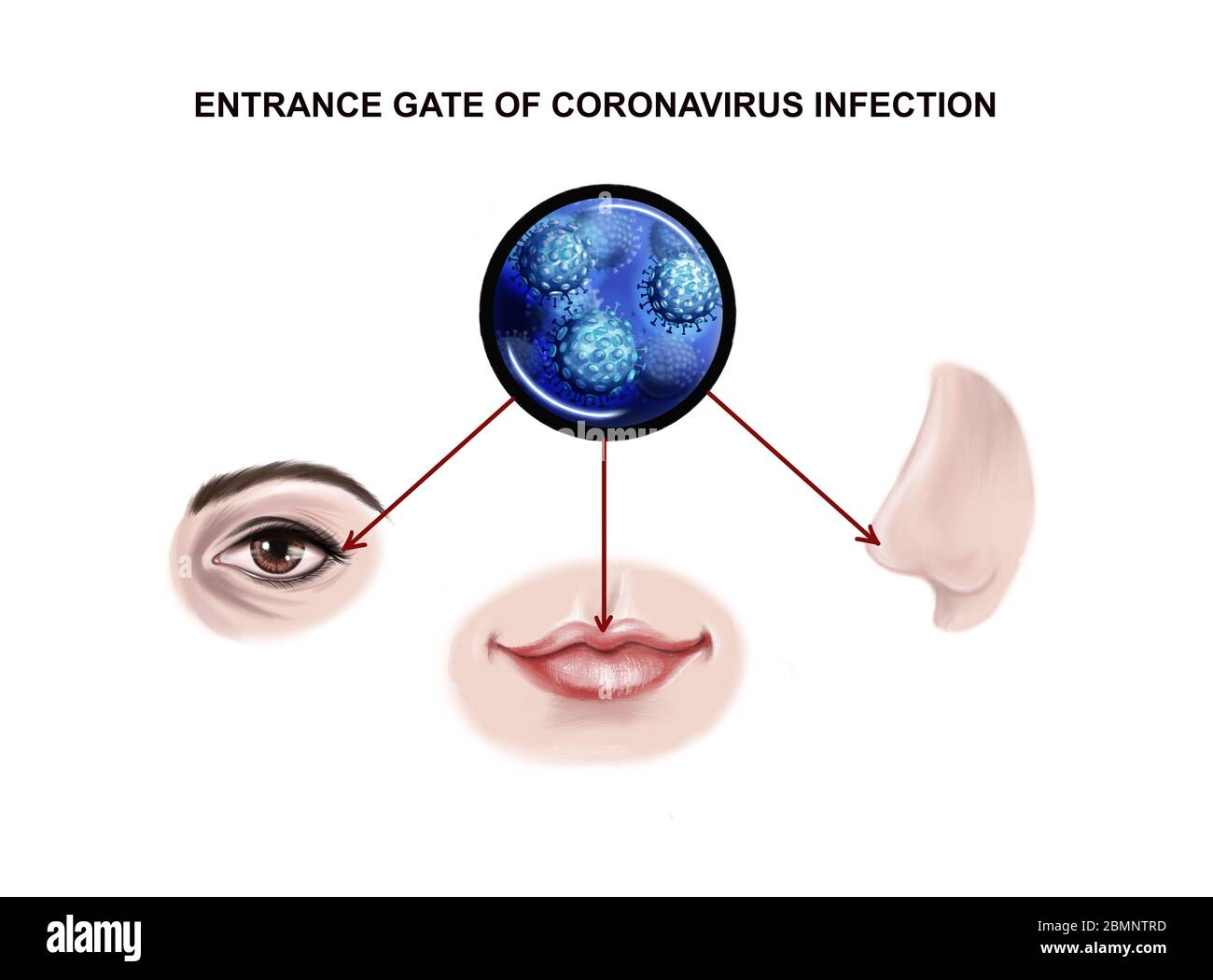 Illustrazione della porta di ingresso dell'infezione da coronavirus Foto Stock Illustrazione della porta di ingresso dell'infezione da coronavirus Foto Stock