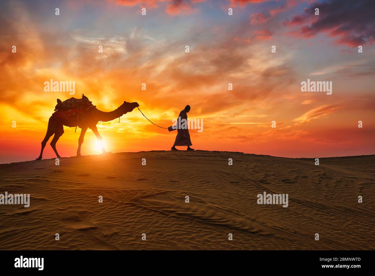 Camaleonte indiano con silhouette in cammello sulle dune al tramonto. Jaisalmer, Rajasthan, India Foto Stock