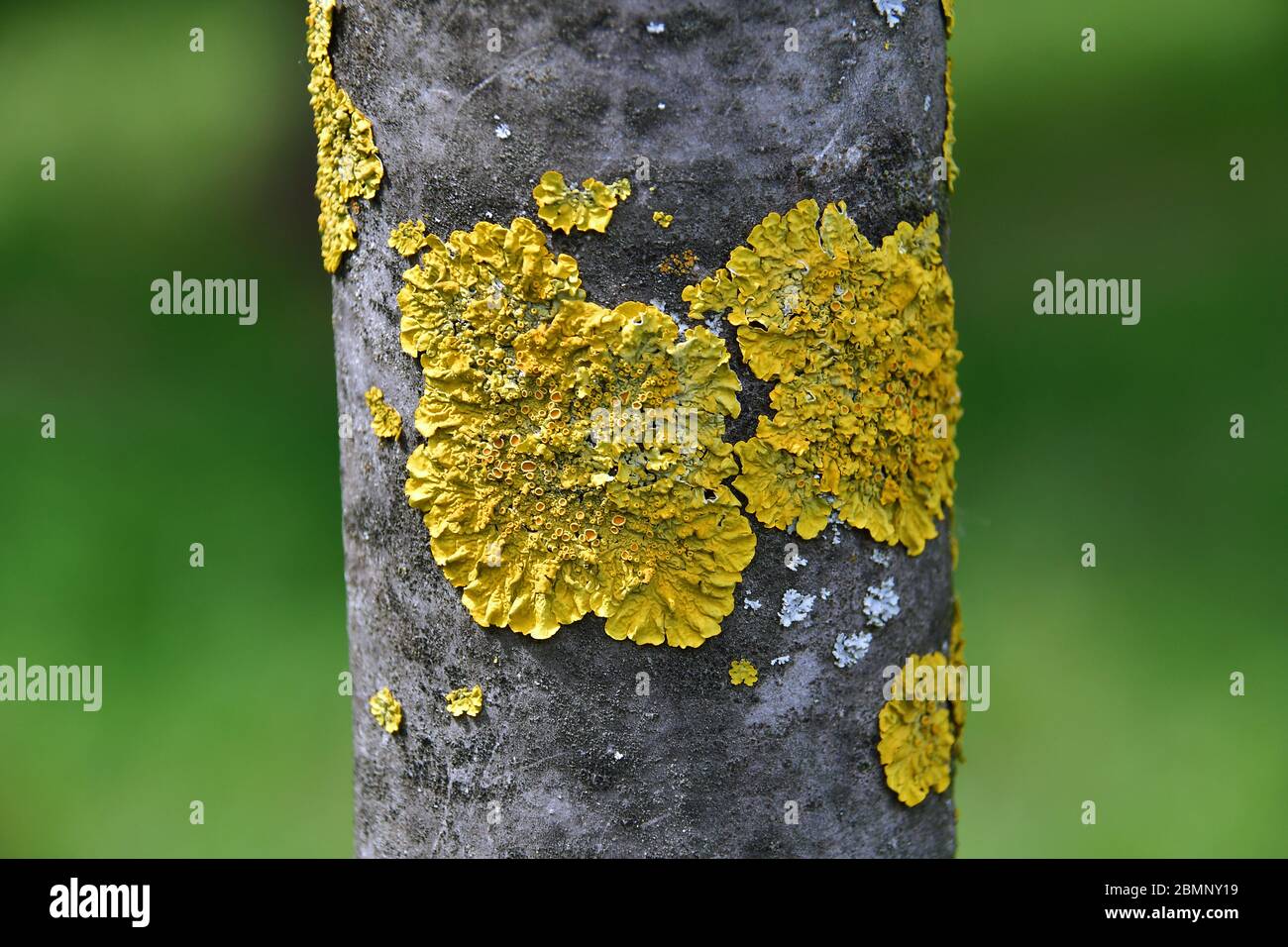Lichene d'arancia comune, scala gialla, lichene di scoppio del sole marittimo e lichene di riva, Gewöhnliche Gelbflechte, Lichen encroûtant jaune, Xanthoria parietina Foto Stock