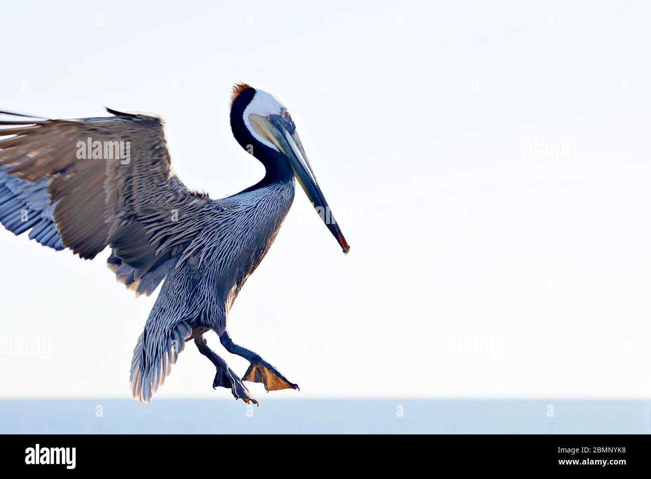 Pelican in volo Foto Stock