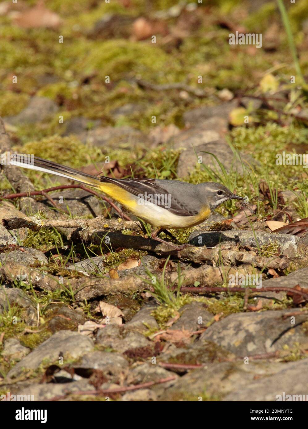 Gray Wagtail caccia gru vola Foto Stock