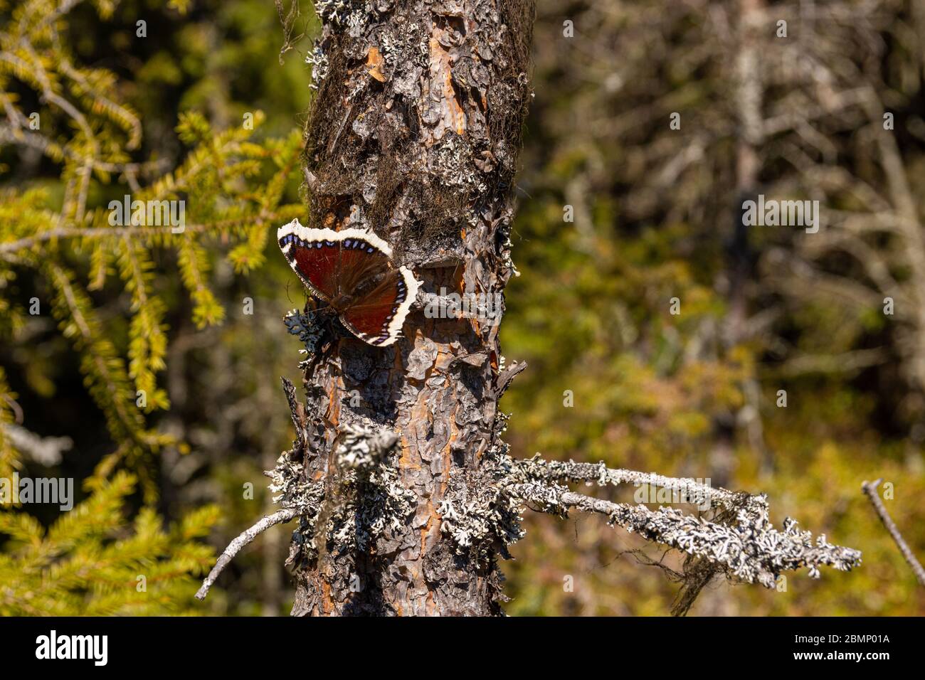 Mantello lutto o farfalla di bellezza di Camberwell (nymphalis antiopa) su un tronco di pino al sole, foto di Mellansel Vasternorrland, Svezia. Foto Stock