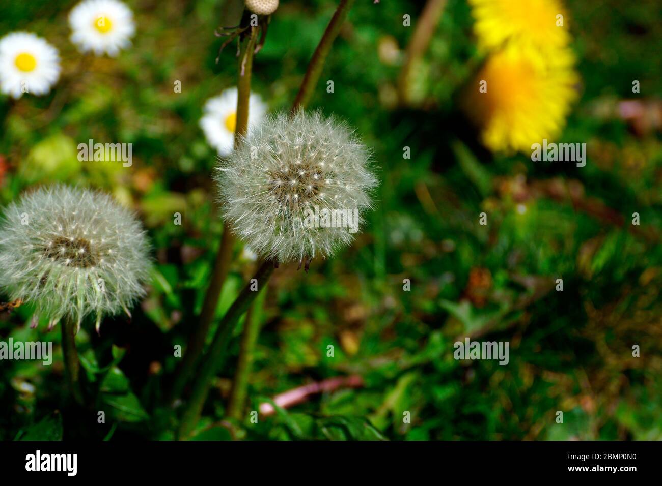 OLD TIMER (tarassaco) Foto Stock