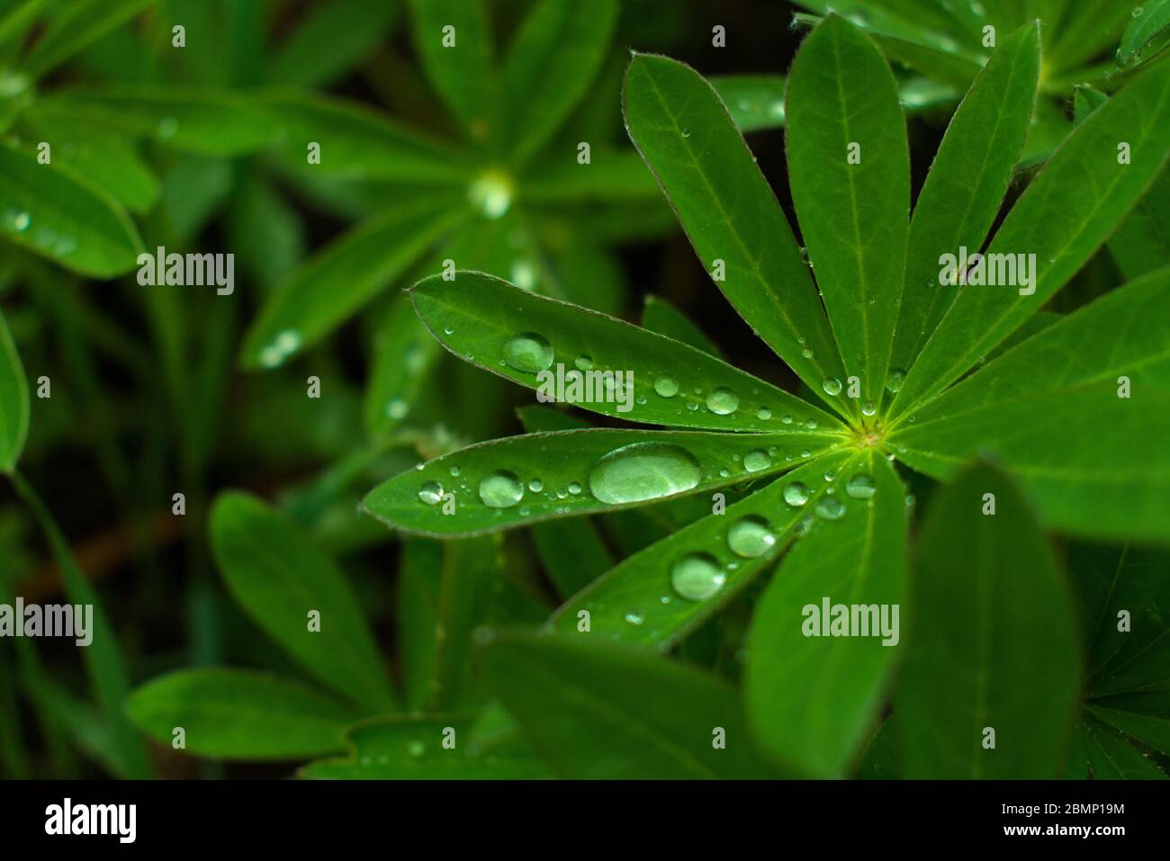 Pioggia su una pianta di Lupin Foto Stock