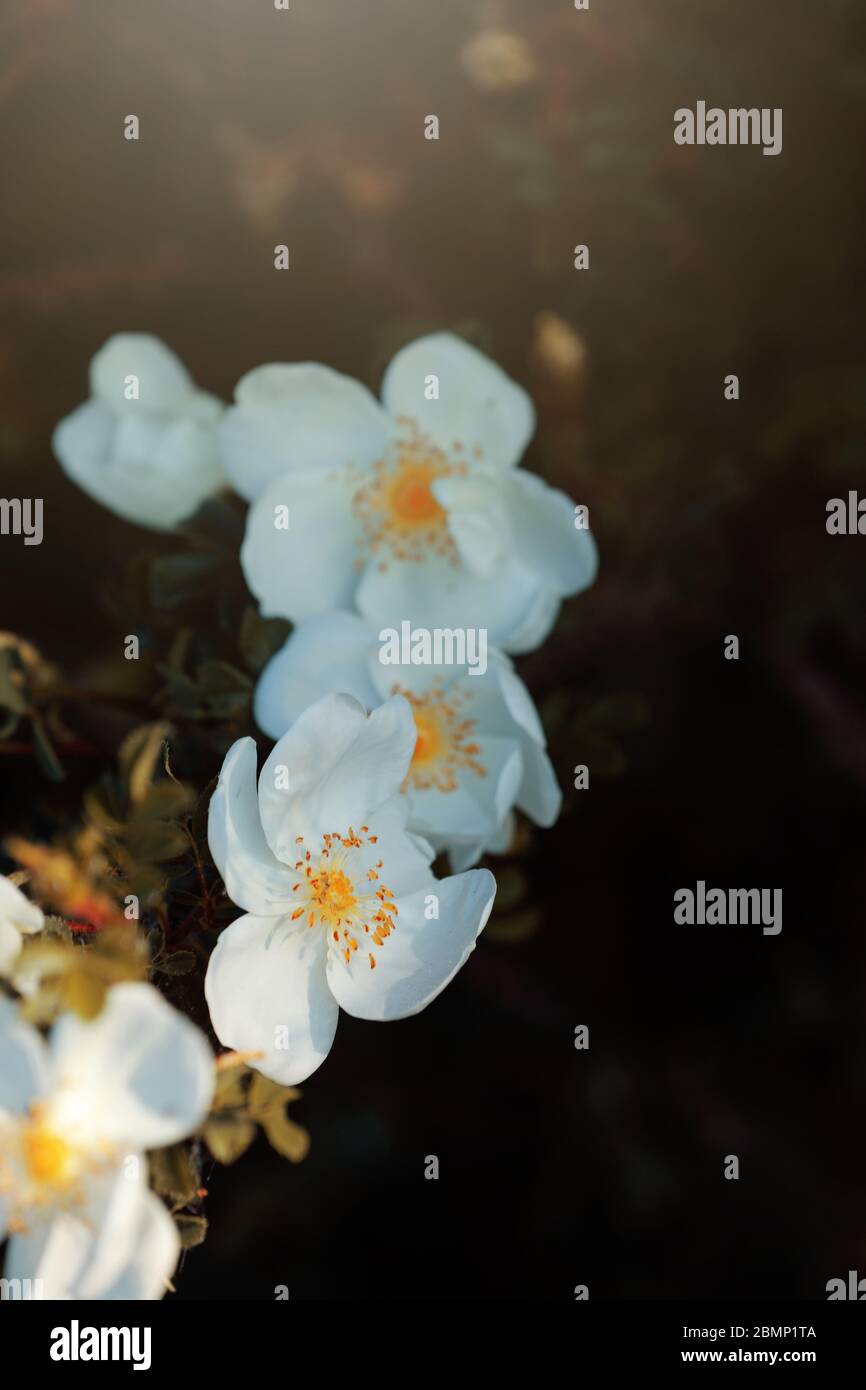 Rosa selvatica con fiori bianchi Foto Stock