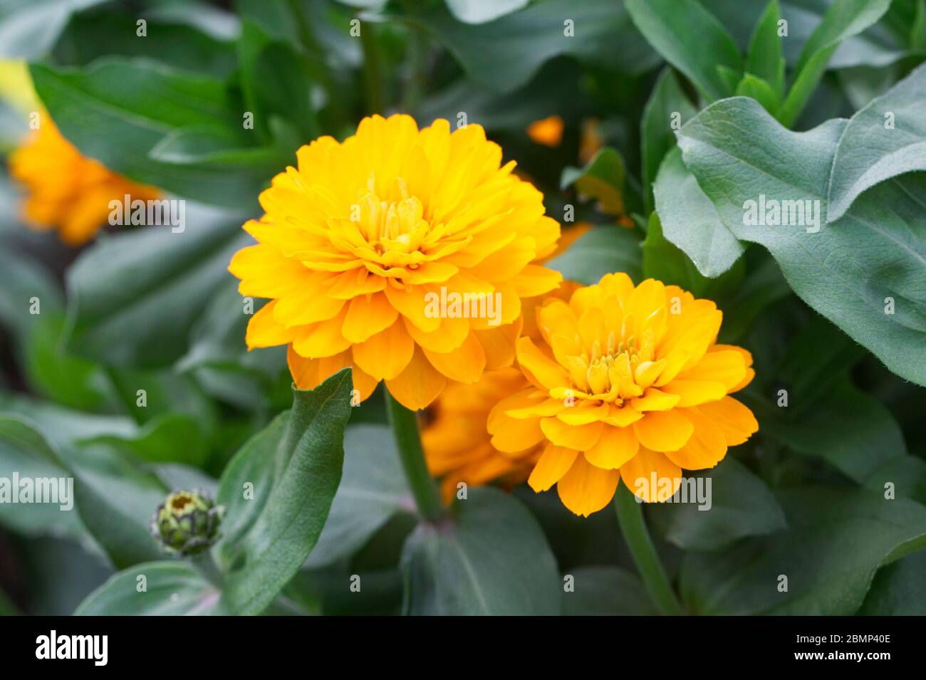 Zinnia Zahara doppio arancione fiori luminosi. Foto Stock
