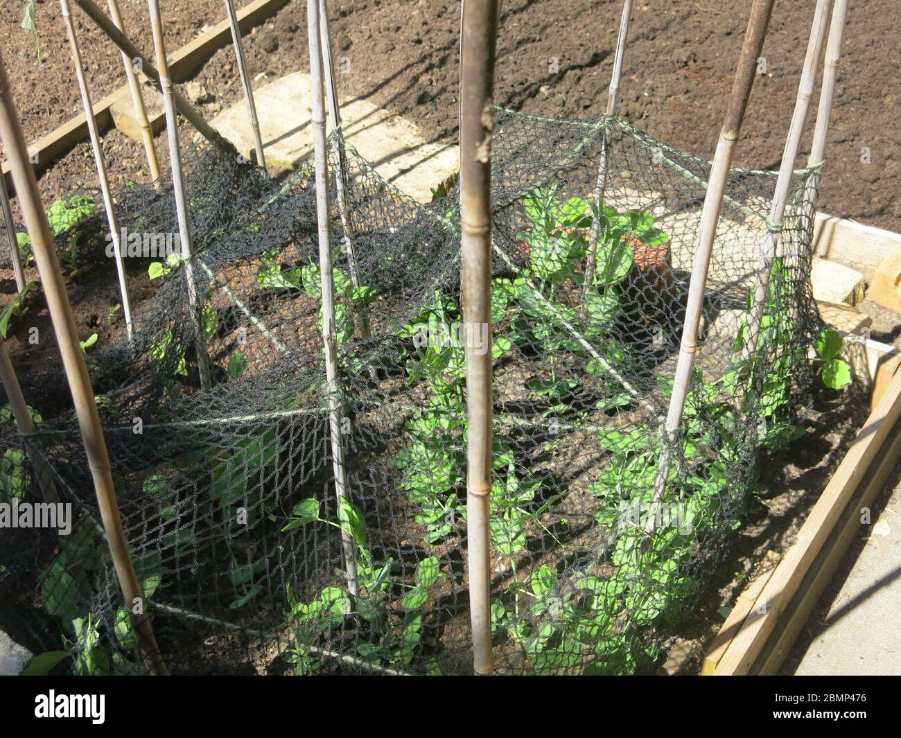 La rete è usata per proteggere le piante giovani di fagioli e piselli da essere attaccate dai piccioni o altri parassiti del giardino. Foto Stock