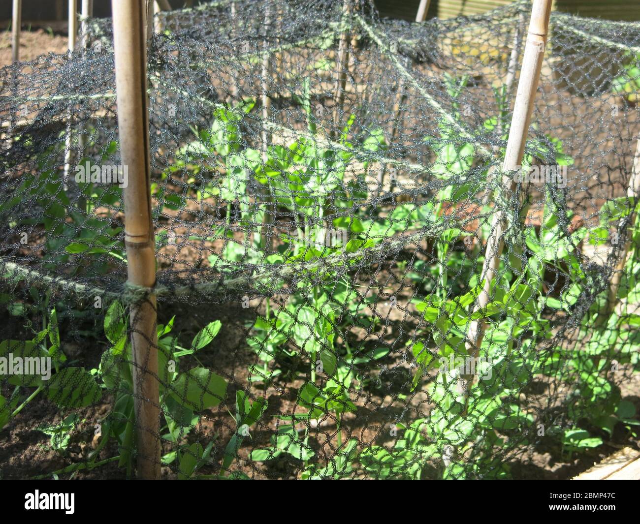 La rete è usata per proteggere le piante giovani di fagioli e piselli da essere attaccate dai piccioni o altri parassiti del giardino. Foto Stock