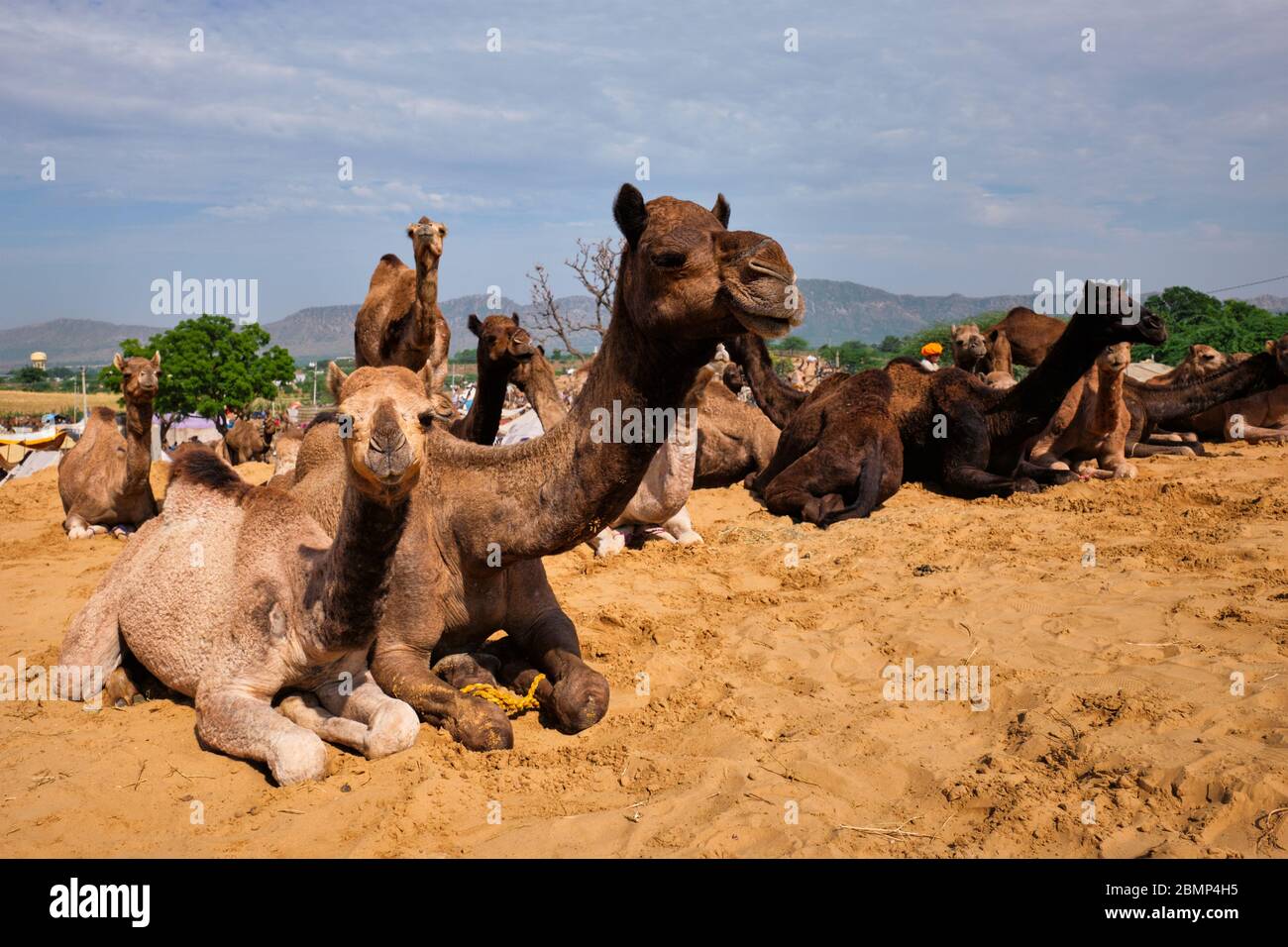Cammelli a Pushkar Mela Pushkar Camel Fair , India Foto Stock