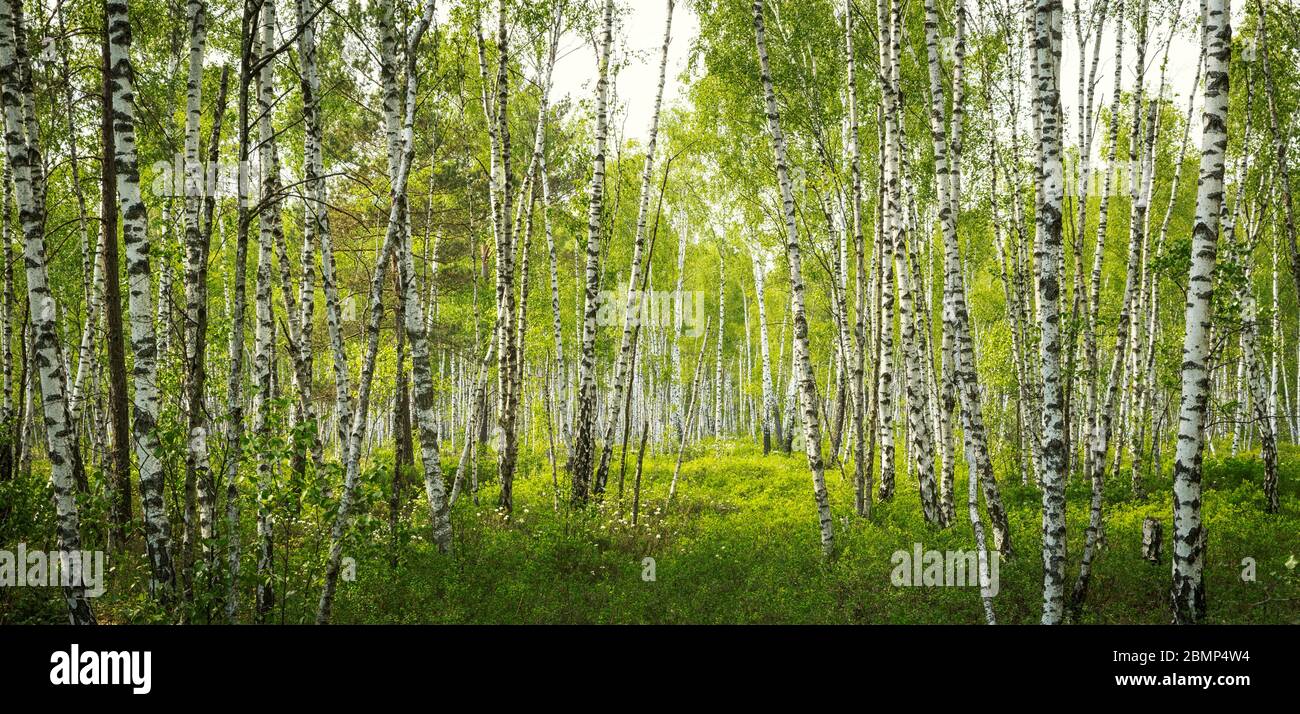 Betulla foresta in Biebrza National Park, Polonia Foto Stock