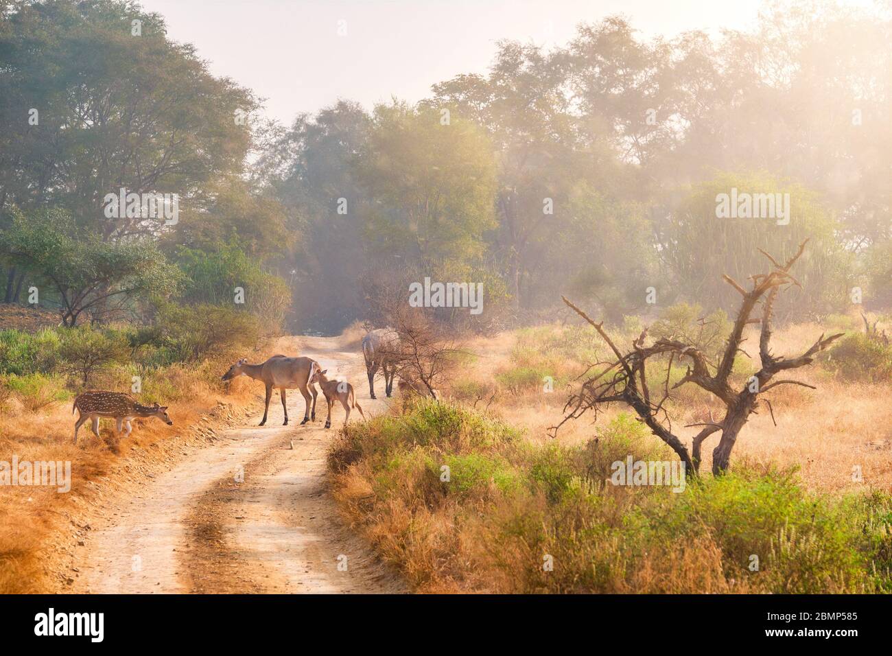 Famiglie di toro blu nilgai e cervi macchiati nel parco nazionale di Ranthambore. Rajasthan, India. Foto Stock