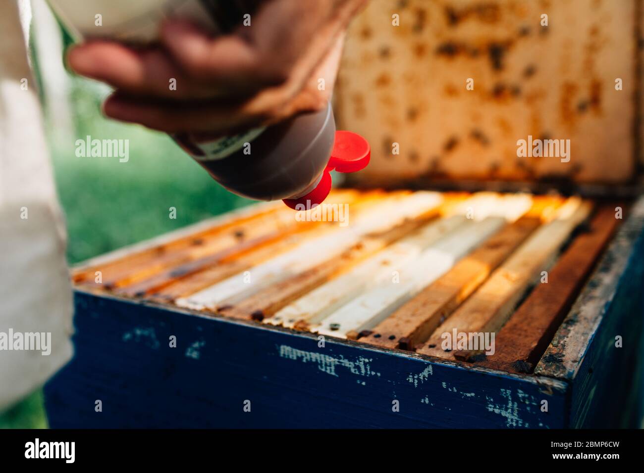Trattamento anti Varroa sulla palomba aperta Foto Stock