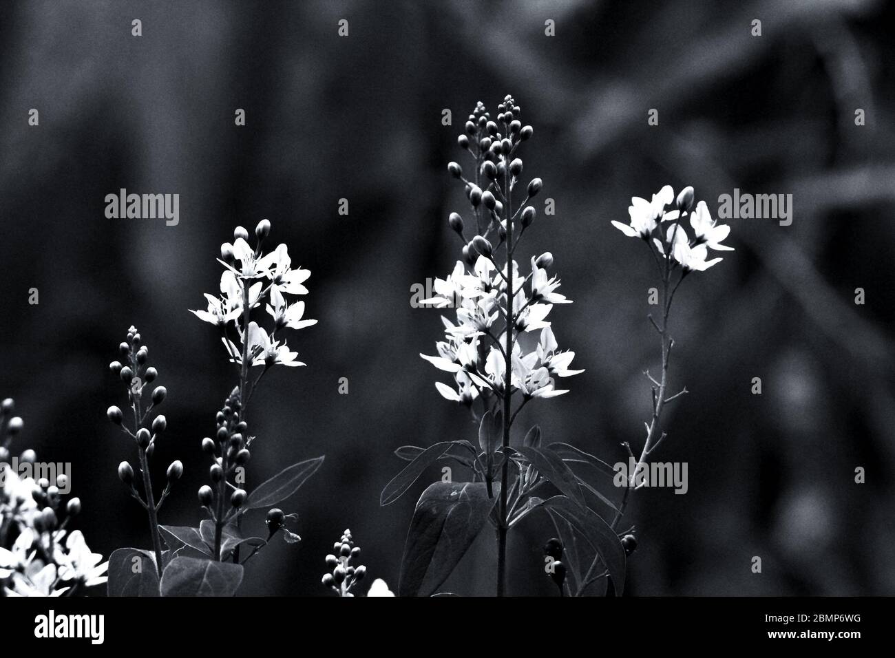 Galphimia o Oro doccia fiore (Thryallis glauca Kuntze) (Bianco e nero) Foto Stock